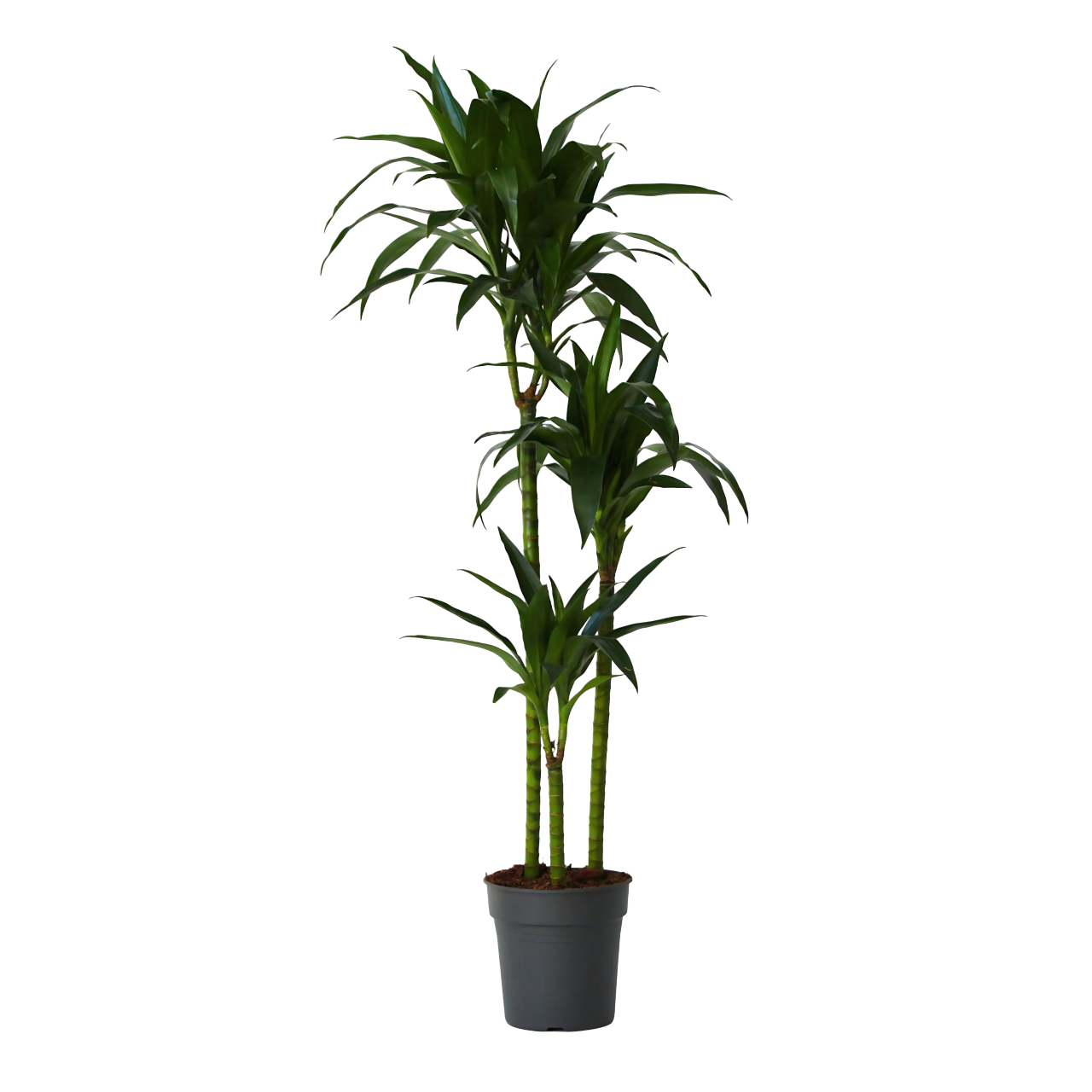 Drakenbloedboom - Dracaena deremensis'Janet Craig'- Hoogte 140-150cm -⌀24cm afbeelding