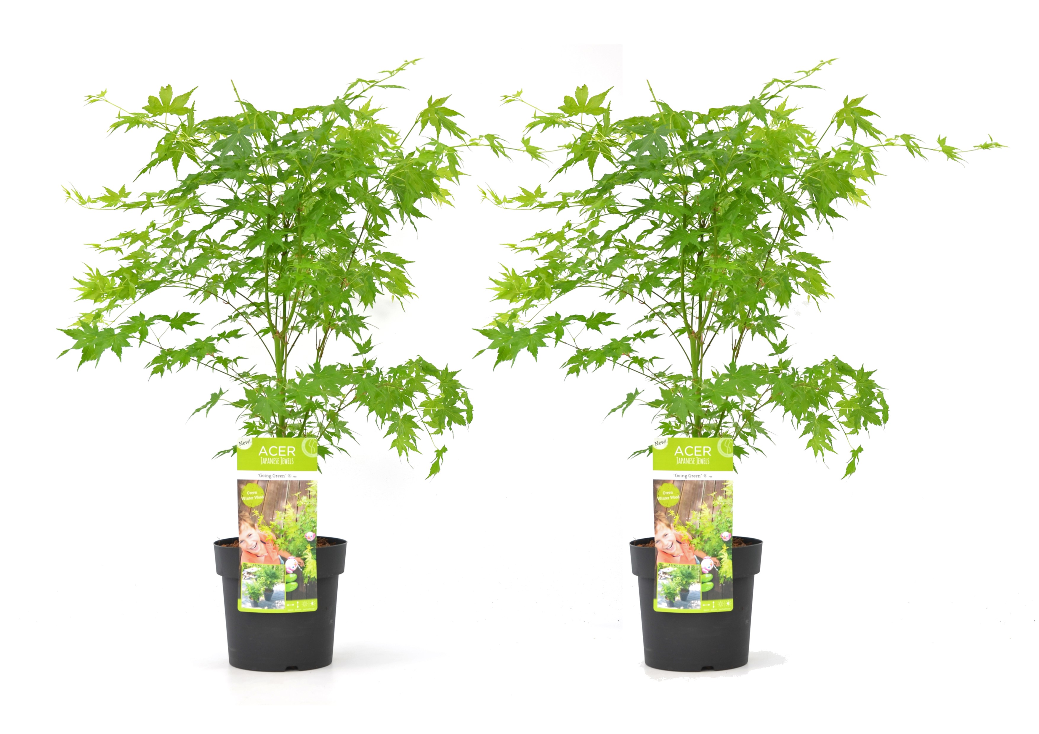 Japanse Esdoorn - Set van 2 - Acer'Going Green'- Hoogte 50-60cm -⌀19cm afbeelding