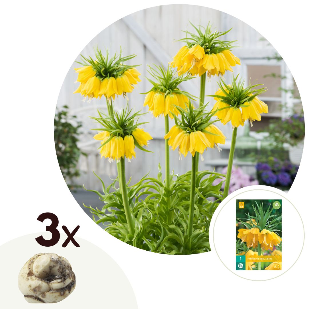 Gele keizerskroon - Set van 3 - Fritillaria'lutea'- Bloembollen - Geel afbeelding