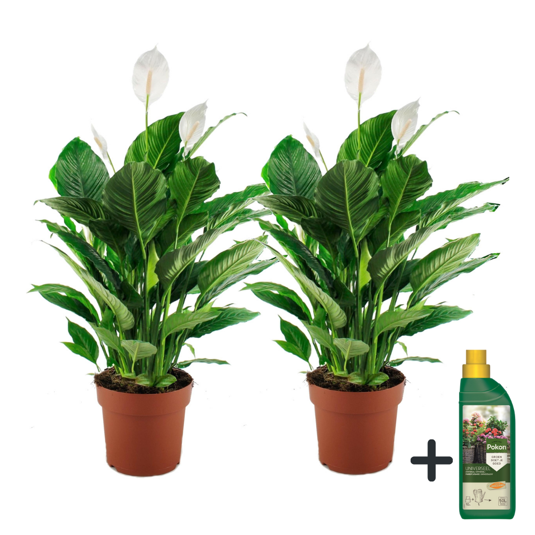 Lepelplant + Pokon - Set van 2 - Spathiphyllum'Lima'- Hoogte 60-75cm -⌀17cm afbeelding
