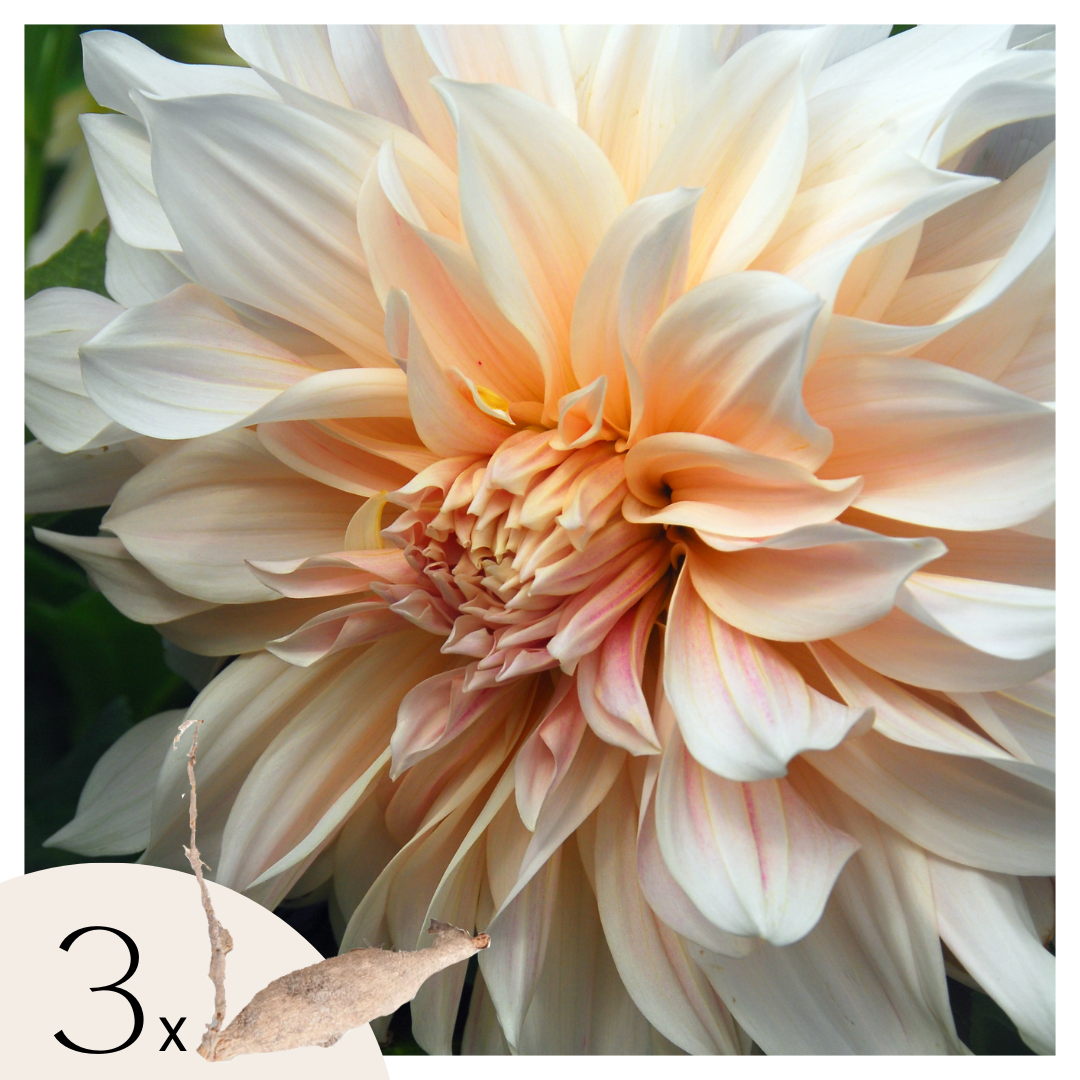 Dahliaknollen - Set van 3 - Dahlia'Cafe au Lait' afbeelding