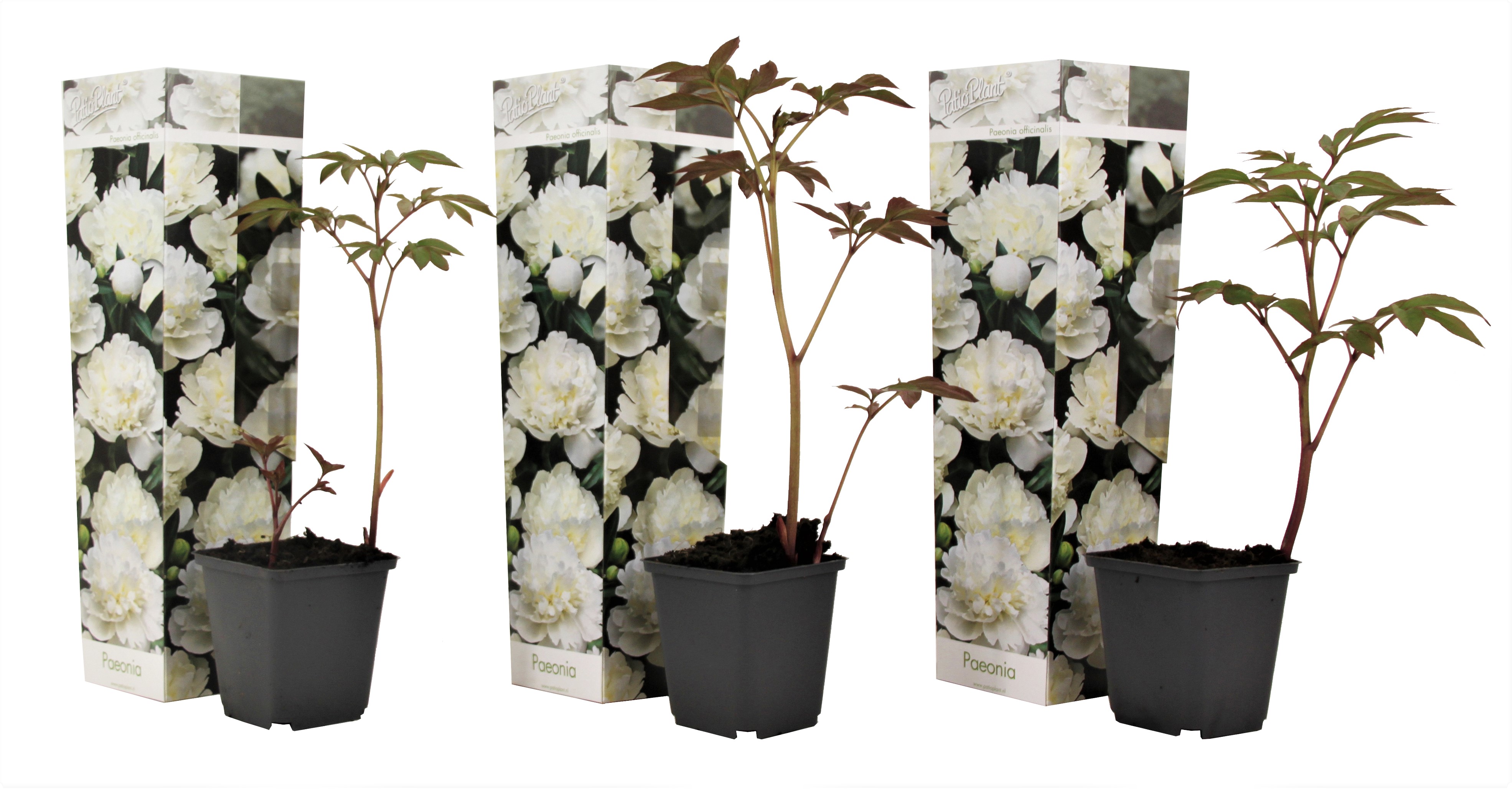 Pioenroos - Set van 3 - Paeonia'Duchesse Nemours'- Hoogte 0-40cm -⌀9cm afbeelding