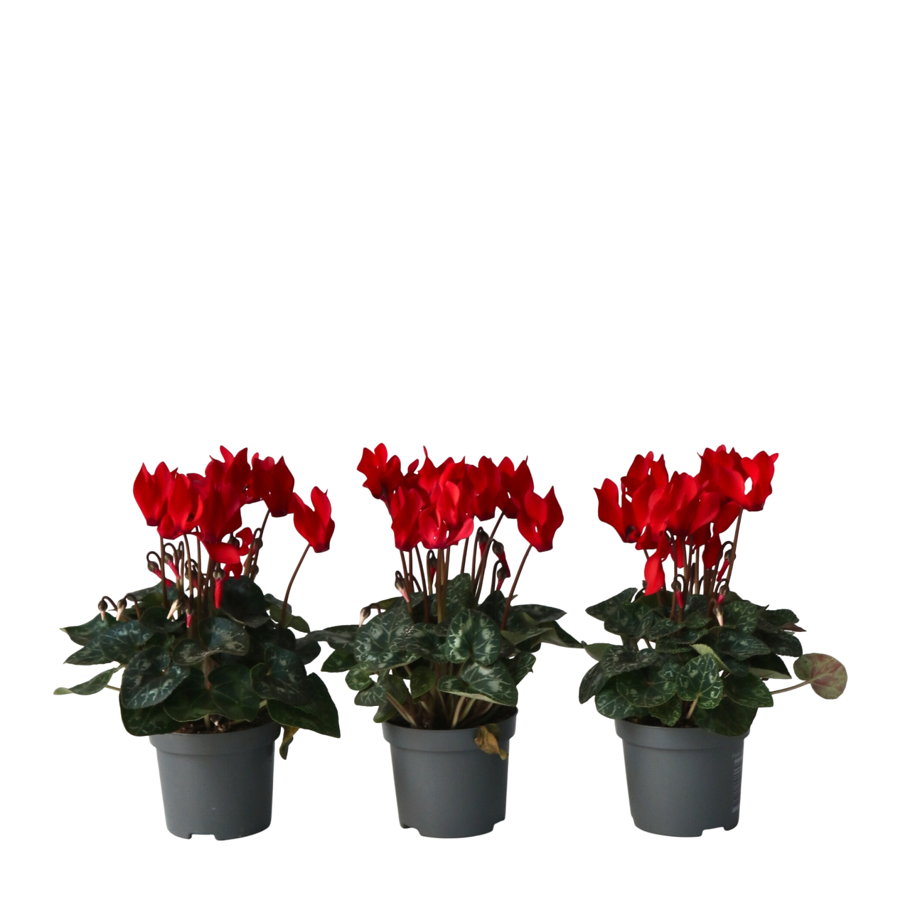 Perzisch cyclaam - Set van 3 - Cyclamen Winfall Scarlet - Hoogte 10-20cm -⌀9cm afbeelding