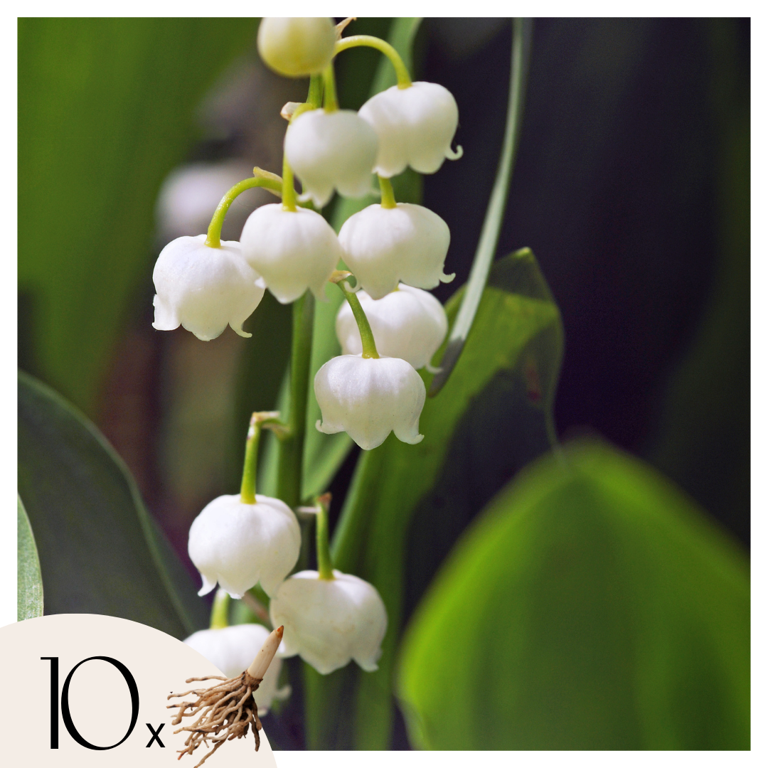 Lelietje-van-dalen - Set van 10 - Convallaria'Majalis'- Bloembollen - Wit afbeelding
