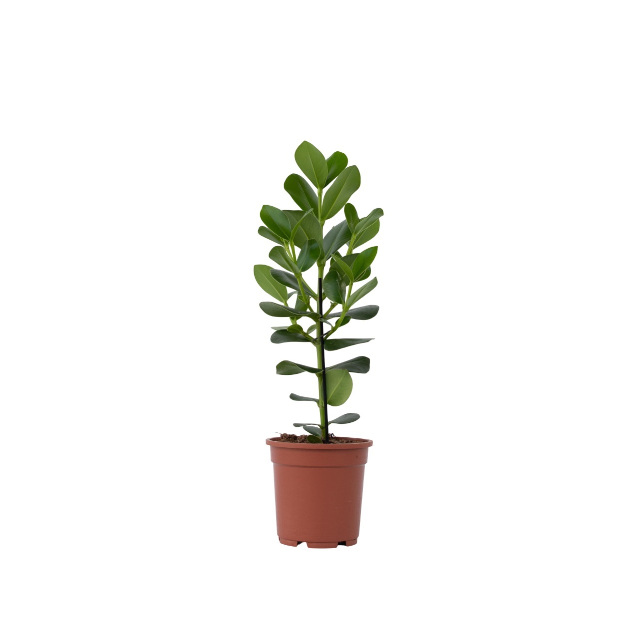 Varkensboom - Clusia rosea'Princess'- Hoogte 50-60cm -⌀17cm afbeelding
