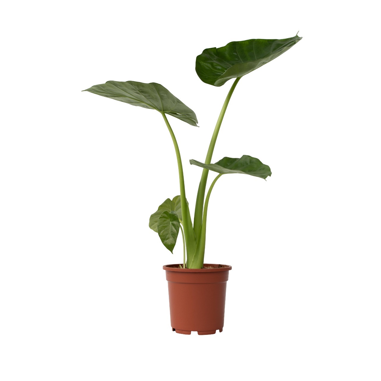 Olifantsoor - Alocasia'Macrorrhizos'- Hoogte 60-70cm -⌀17cm afbeelding