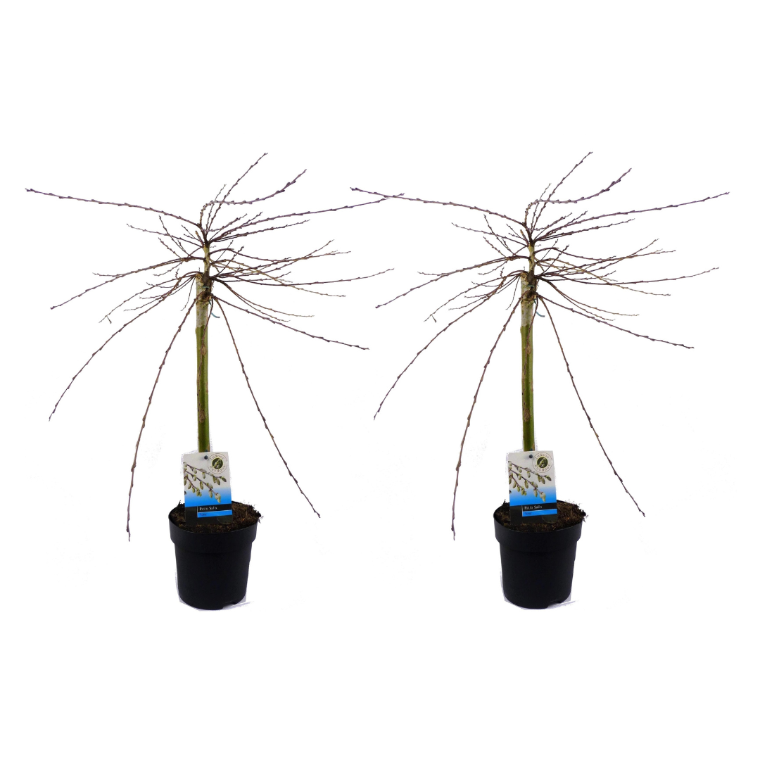 Dwergwilg - Set van 2 - Salix repens'Iona'- Hoogte 70-80cm -⌀14cm afbeelding