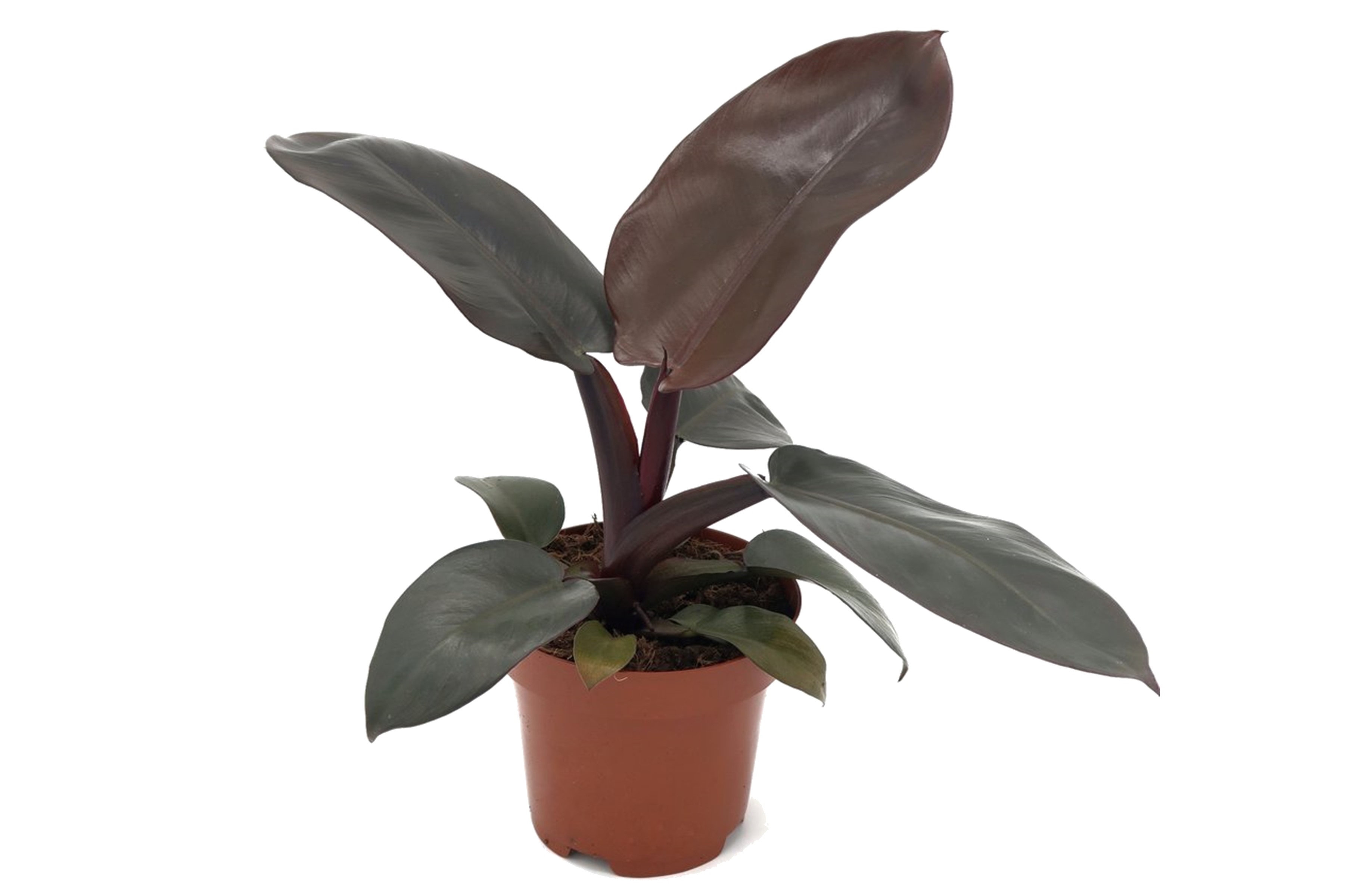 Philodendron - Philodendron'Black Cardinal'- Hoogte 20-30cm -⌀12cm afbeelding