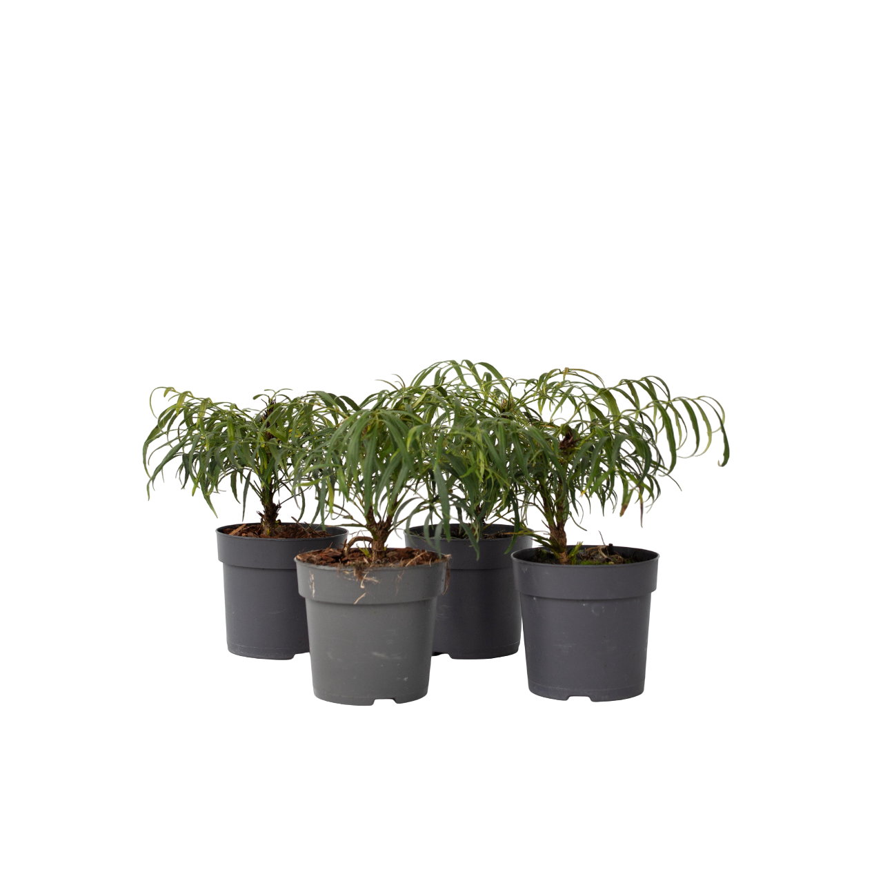 Mahoniestruik - Set van 4 - Mahonia eurybracteata - Hoogte 30-40cm -⌀13cm afbeelding