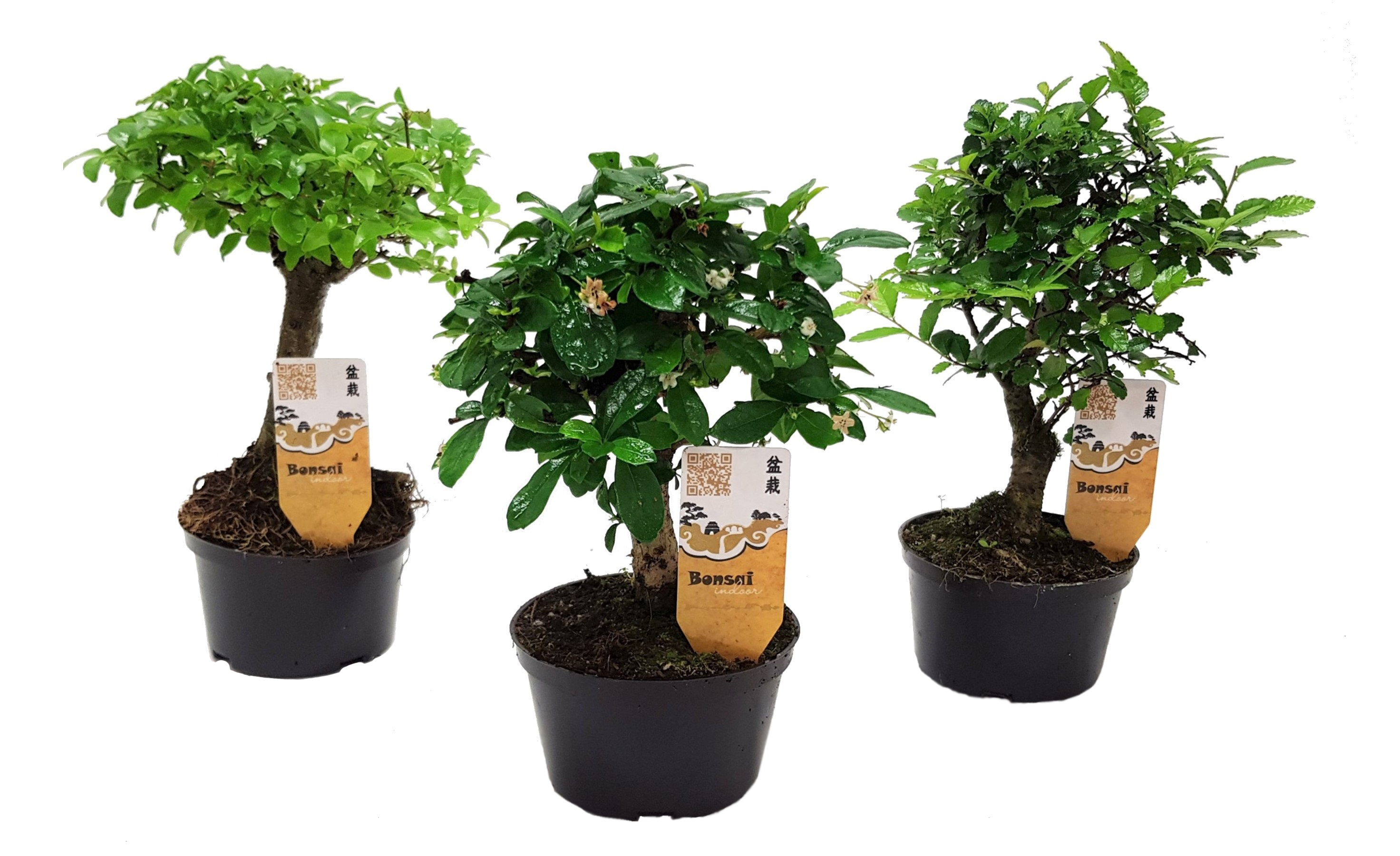 Bonsaimix - Set van 3 - Bonsai - Hoogte 20-30cm -⌀9,5cm afbeelding