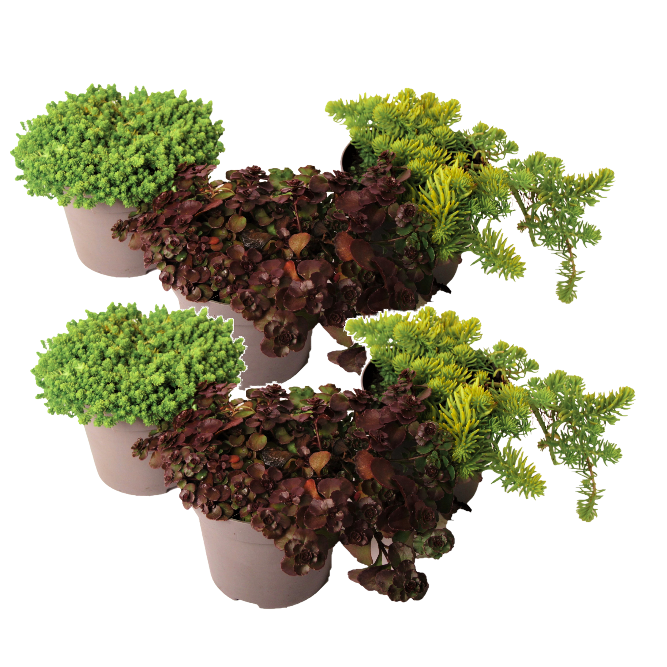 Vetkruid - Set van 6 - Sedum reflexum - Hoogte 10-15cm -⌀12cm afbeelding