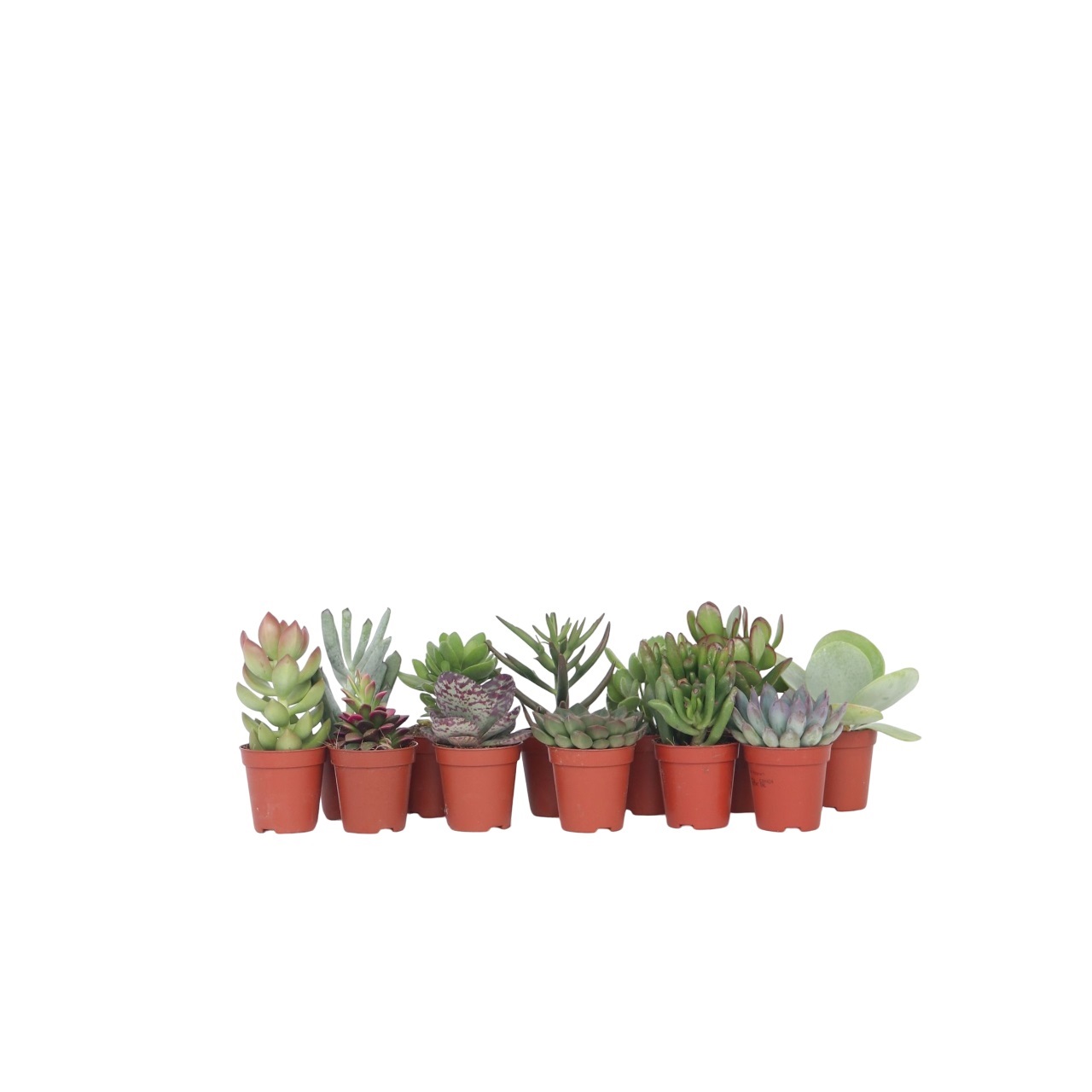 Mini-vetplanten - Set van 12 - Succulent Mix - Hoogte 5-10cm -⌀5,5cm afbeelding