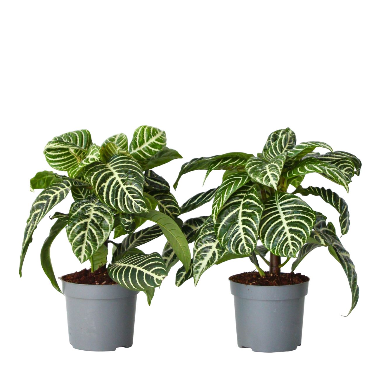 Zebraplant - Set van 2 - Aphelandra squarrosa - Hoogte 25-45cm -⌀13cm afbeelding