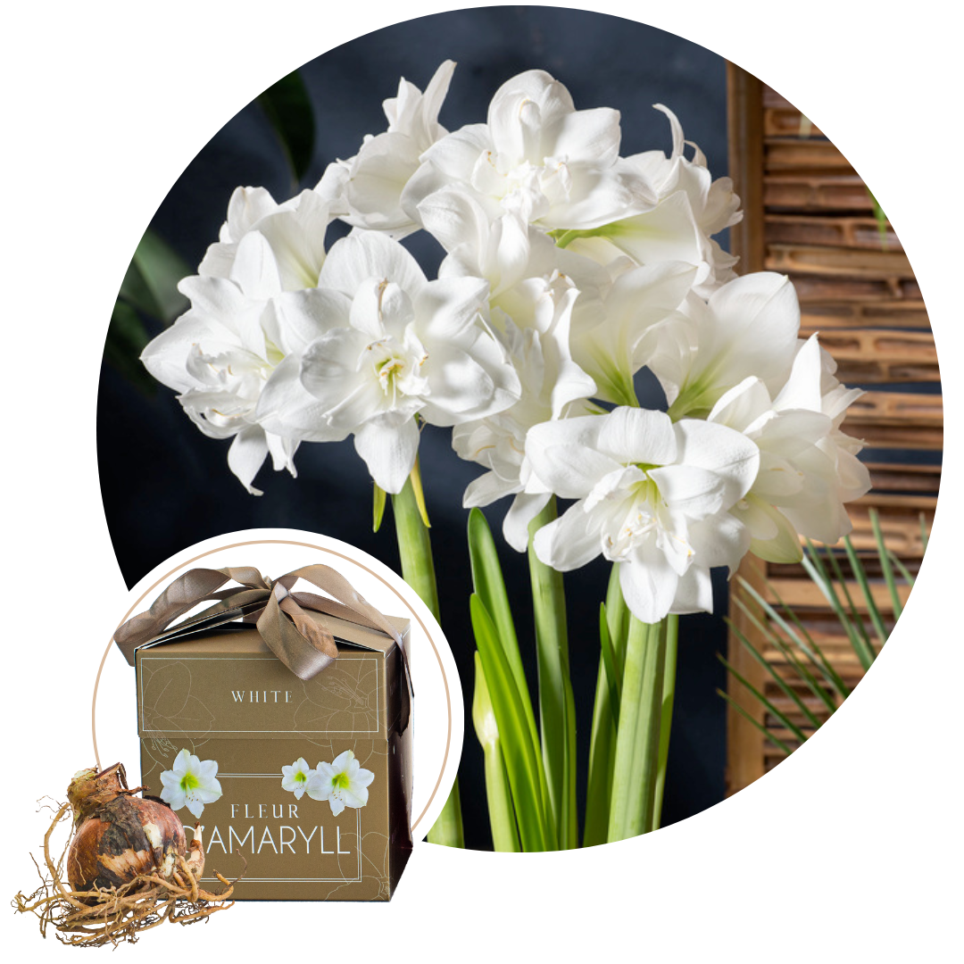 Amaryllis - Hippeastrum'Gift box'- Bloembol - Wit afbeelding