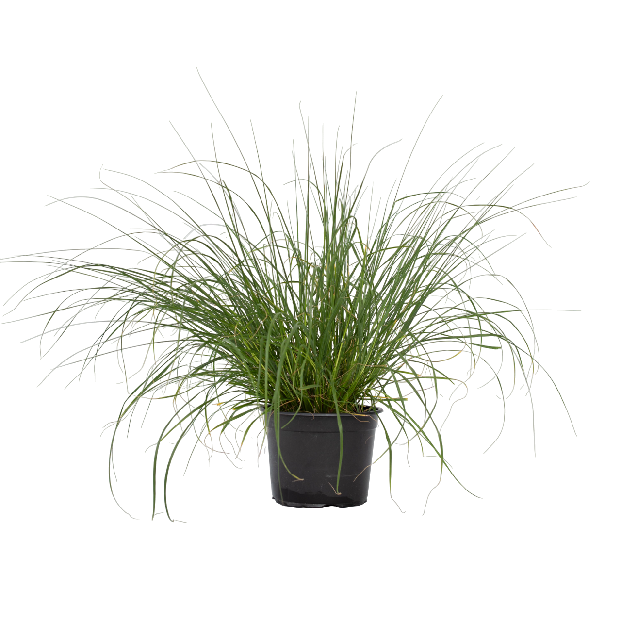 Lampenpoetersgras - Pennisetum alopecuroides'Hameln'- Hoogte 20-30cm -⌀23cm afbeelding