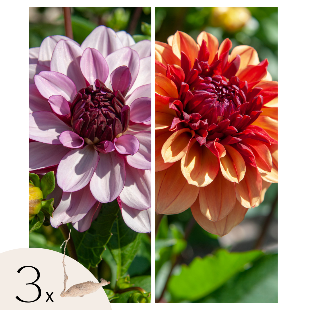 Dahliaknollen - Set van 3 - Dahlia'Sweet&Honey' afbeelding