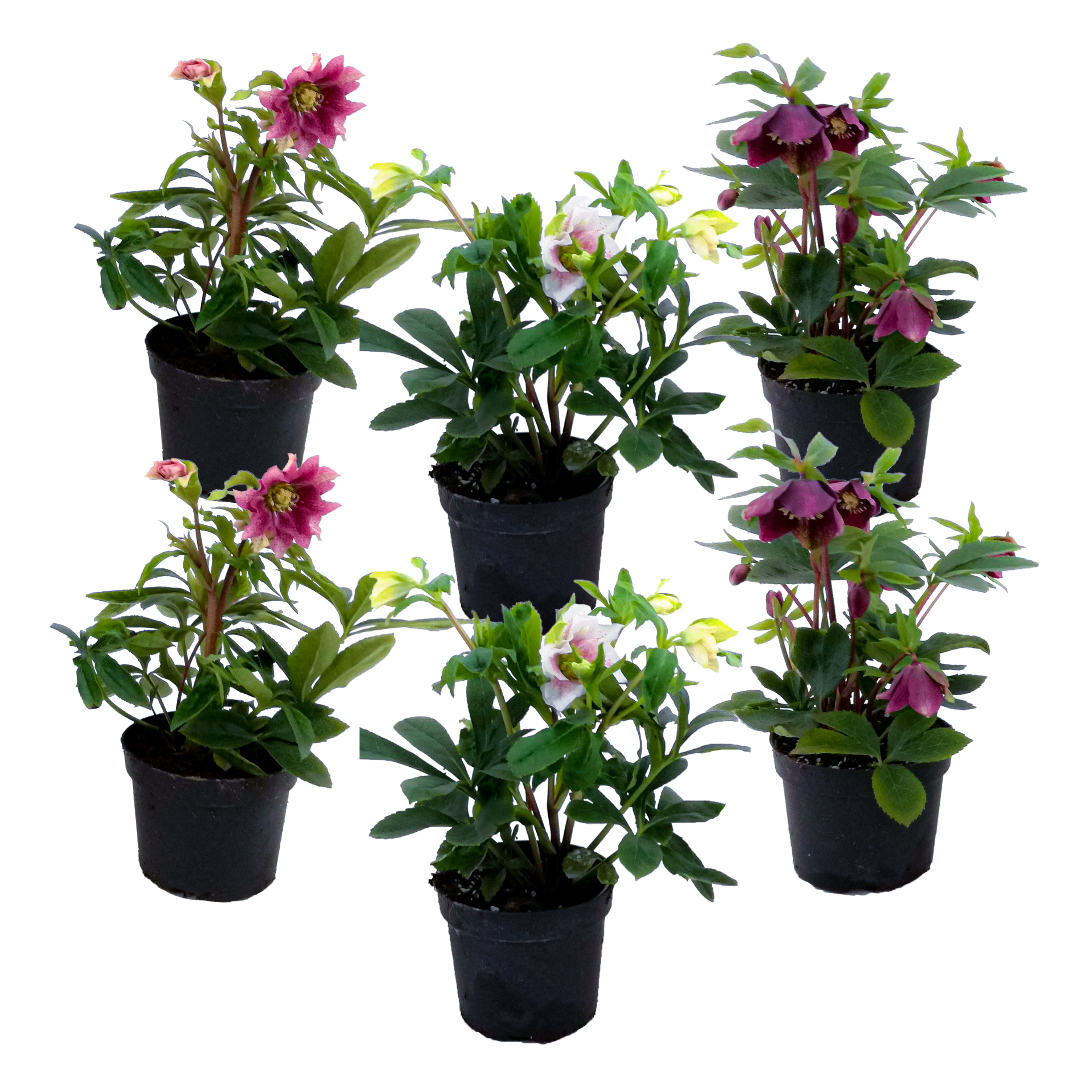 Kerstroos - Set van 6 - Helleborus orientalis - Hoogte 20-30cm -⌀12cm afbeelding