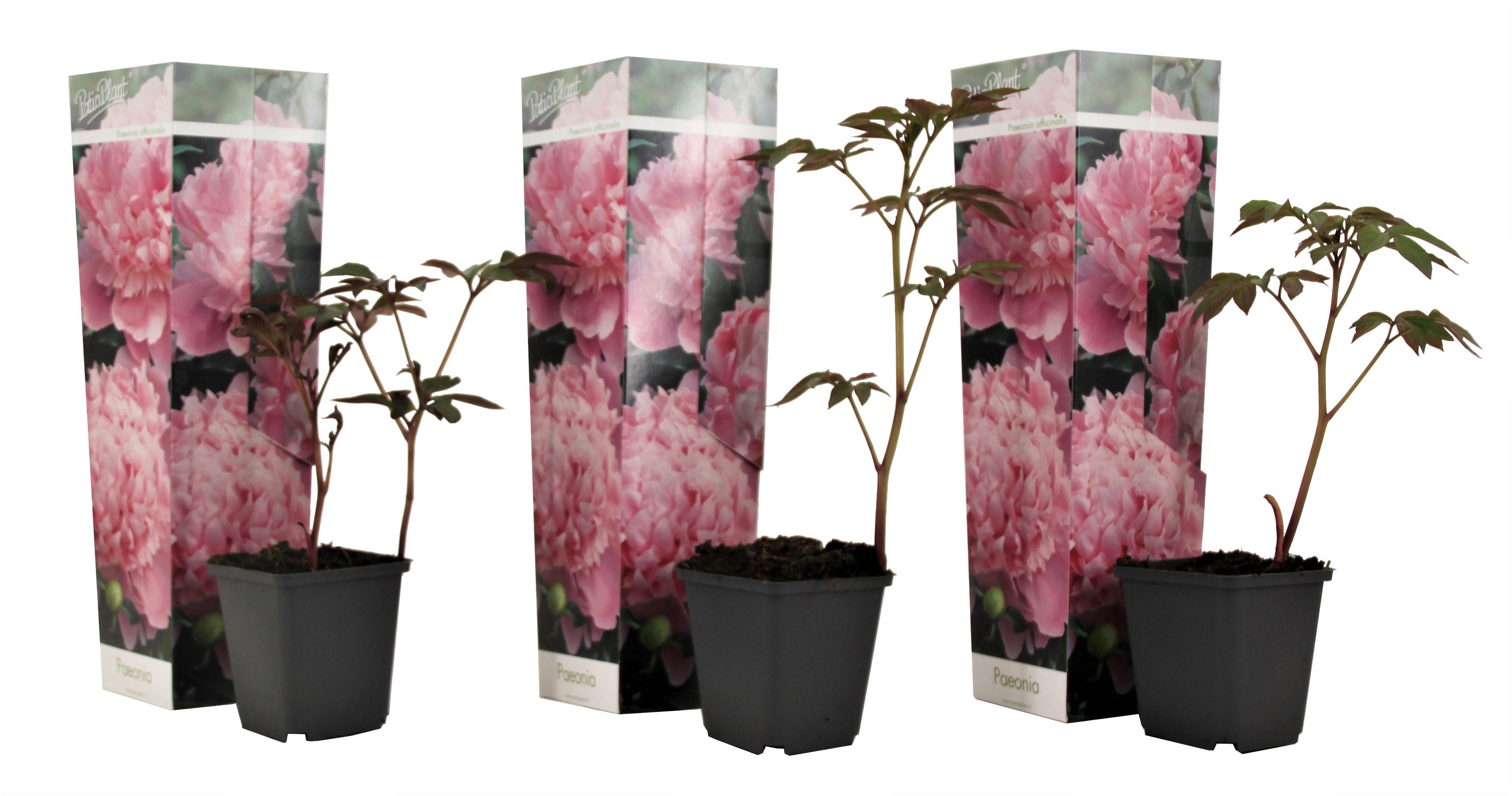 Pioenroos - Set van 3 - Peaonia'Sarah Bernhardt'- Hoogte 0-40cm -⌀9cm afbeelding
