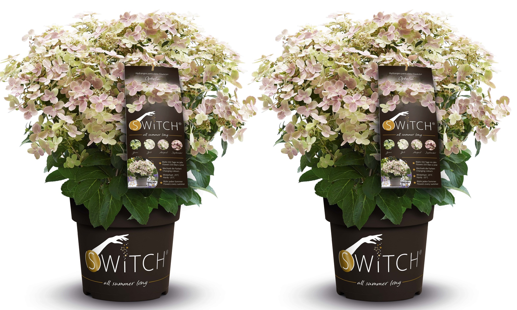 Hortensia - Set van 2 - Hydrangea'(S)witch Ophelia'- Hoogte 30-40cm -⌀19cm afbeelding