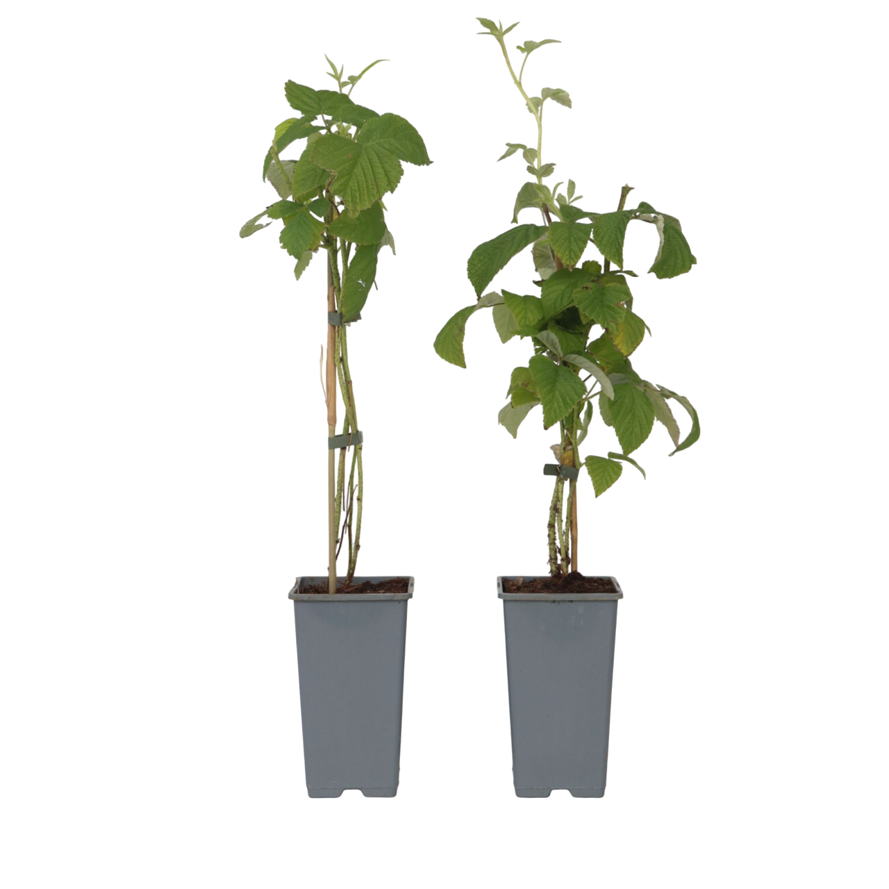 Frambozenplant - Set van 2 - Rubus'Malling Promise'- Hoogte 50-60cm -⌀15cm afbeelding