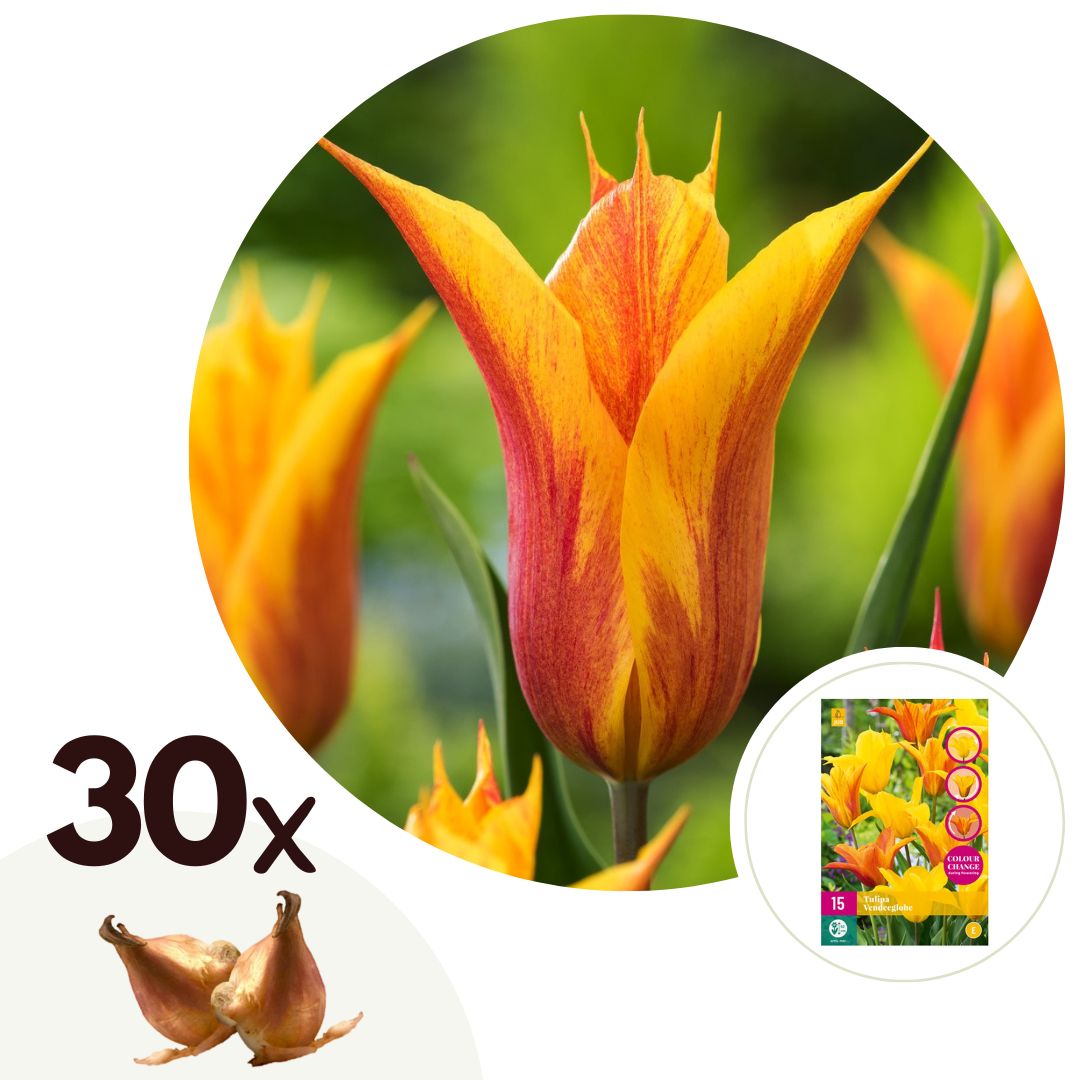 Tulpenbollen - Set van 30 - Tulipa'Vendee Globe'- Bloembollen - Wit afbeelding