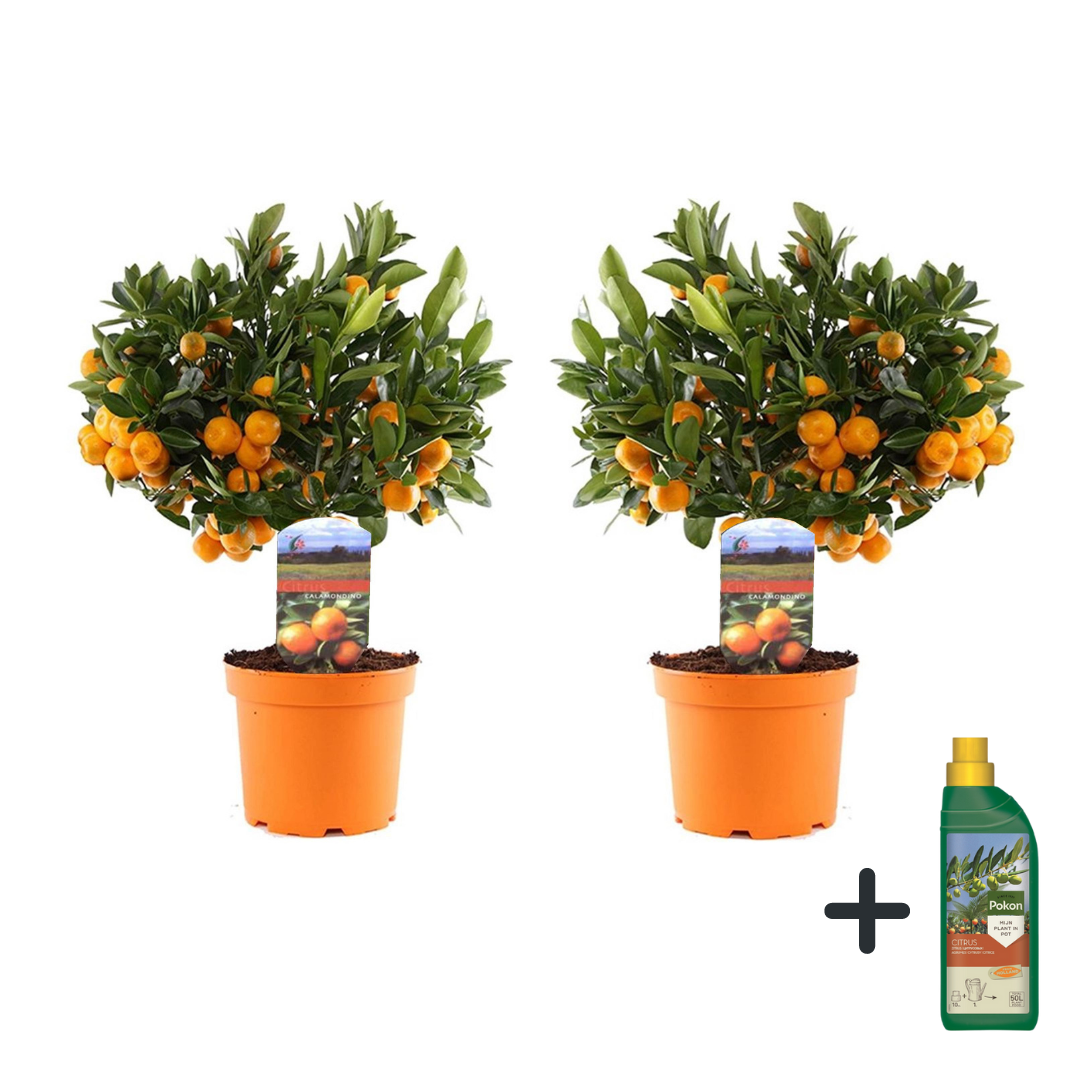 Sinaasappelboom met plantenvoeding - Set van 2 - Hoogte 35-40cm -⌀14cm afbeelding