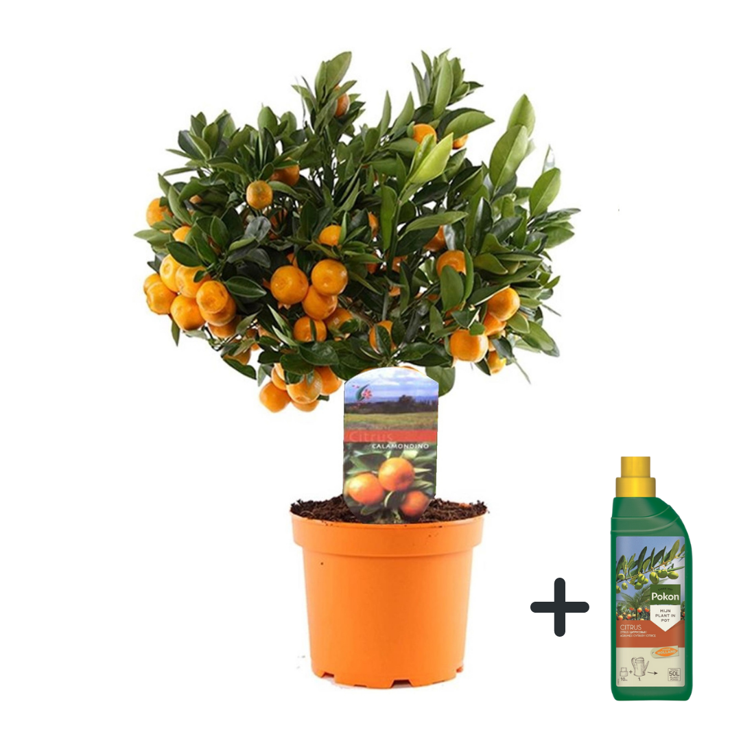 Sinaasappelboom - Citrus microcarpa'Calamondin'- Hoogte 35-40cm -⌀14cm afbeelding