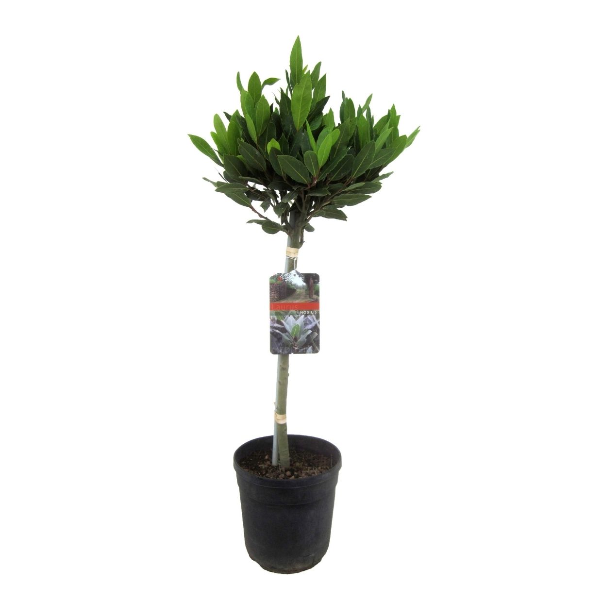 Laurierboom - Laurus nobilis - Hoogte 90-100cm -⌀21cm afbeelding