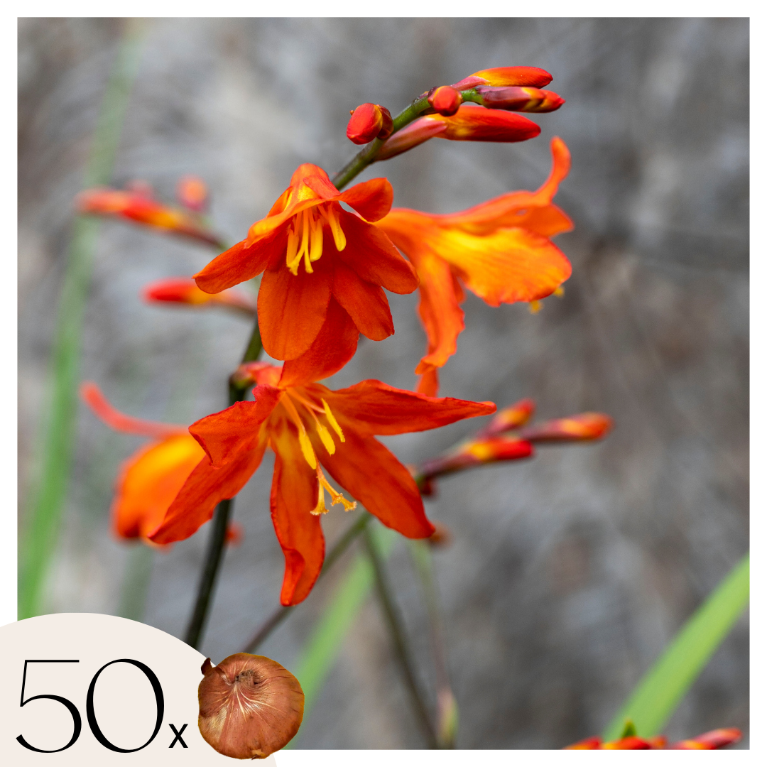 Montbretia - Set van 50 - Crocosmia curtonus'Lucifer'- Bloembollen - Rood afbeelding