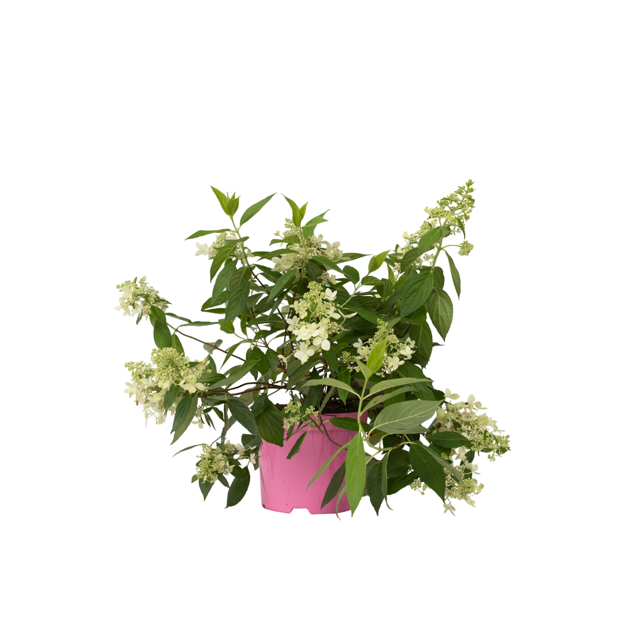 Pluimhortensia - Hydrangea paniculata'Confetti'- Hoogte 25-40cm -⌀19cm afbeelding