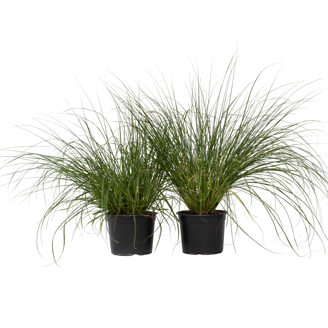 Lampenpoetersgras - Set van 2 - Pennisetum'Hameln'- Hoogte 20-30cm -⌀23cm afbeelding