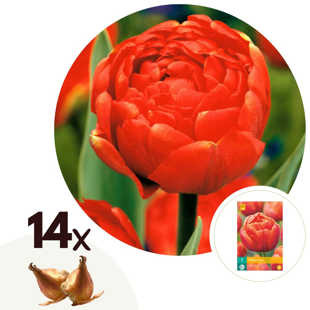 Tulpenbollen - Set van 14 - Tulipa'Icoon'- Bloembollen - Oranje afbeelding