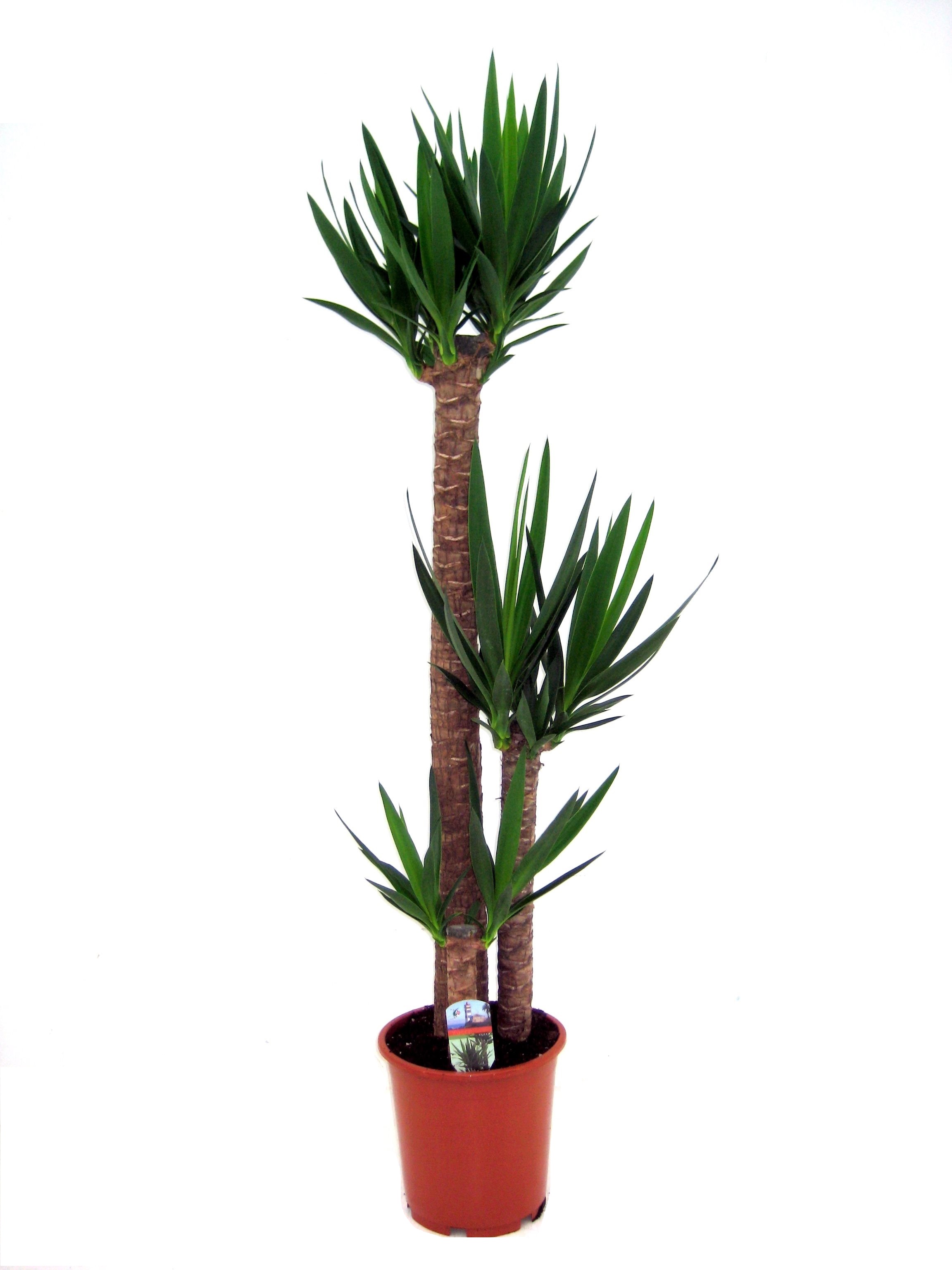 Palmlelie - Yucca elephantipes - Hoogte 150-170cm -⌀27cm afbeelding
