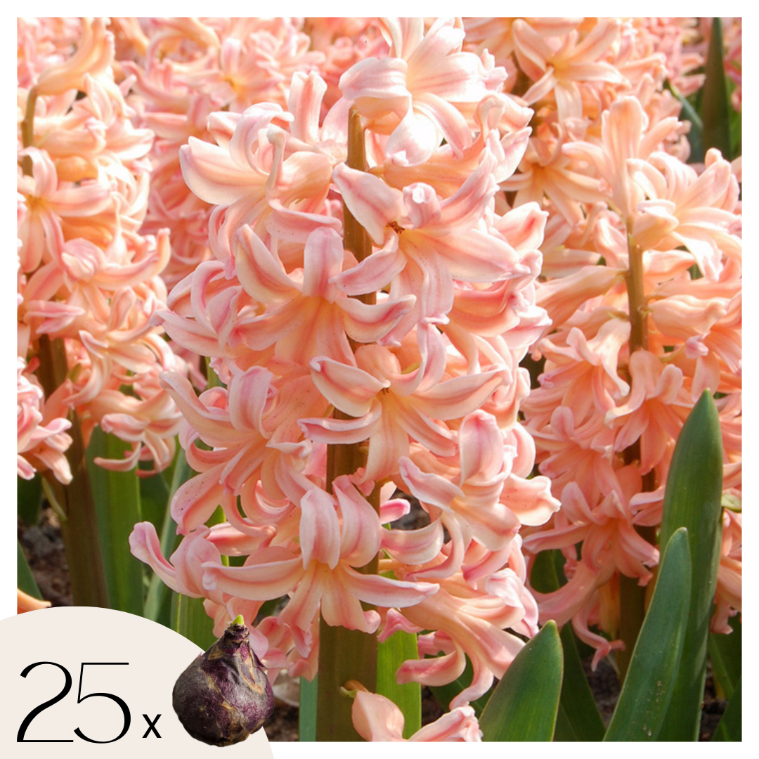 Hyacintenbollen - Set van 25 - Hyacinthus'Gipsy Queen'- Bloembollen - Oranje afbeelding
