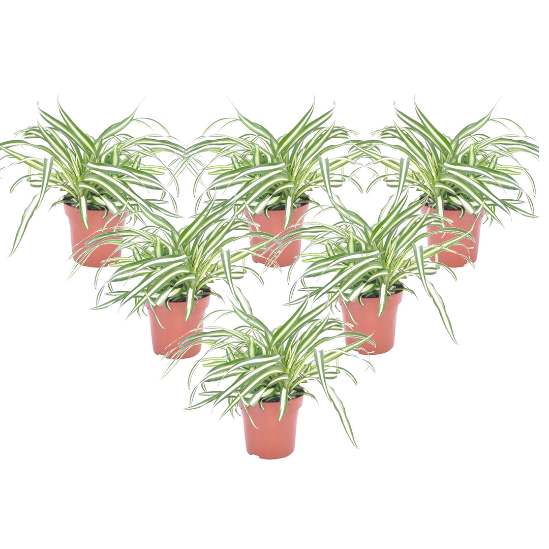 Graslelie - Set van 6 - Chlorophytum comosum'Atlantic'- Hoogte 25-40cm -⌀12cm afbeelding