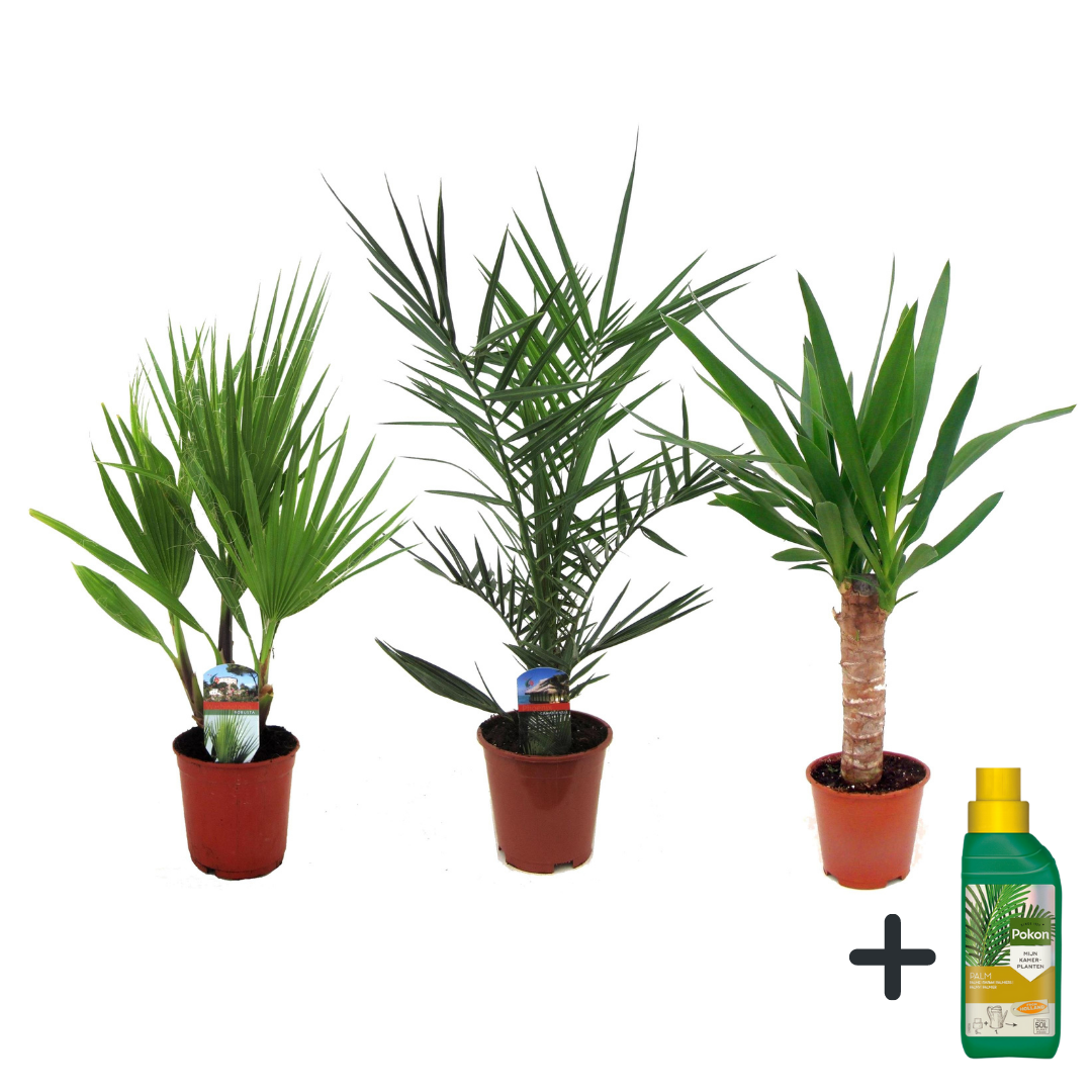 Kamerpalmen met plantenvoeding - Set van 3 - Hoogte 50-70cm -⌀14cm afbeelding