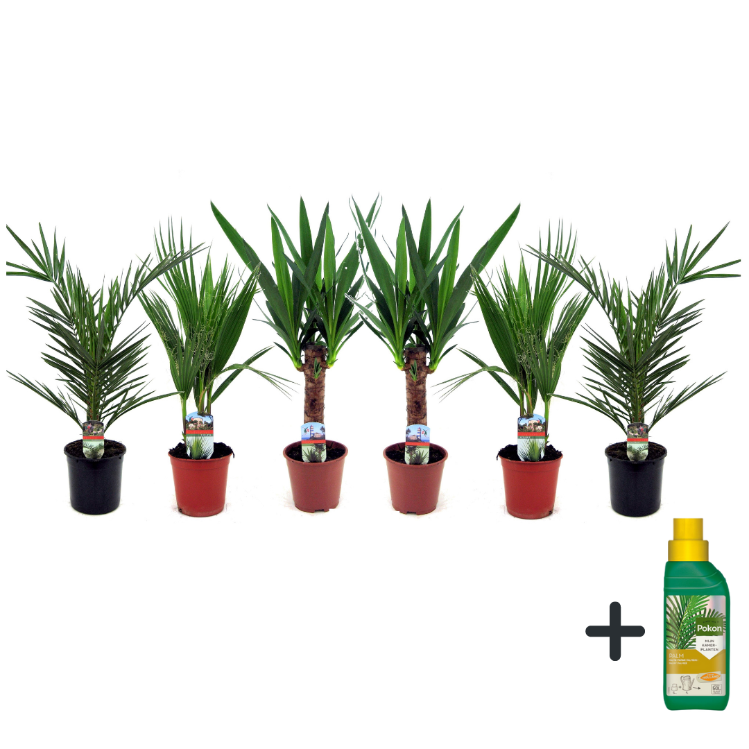 Kamerpalmen met plantenvoeding - Set van 6 - Hoogte 50-70cm -⌀14cm afbeelding