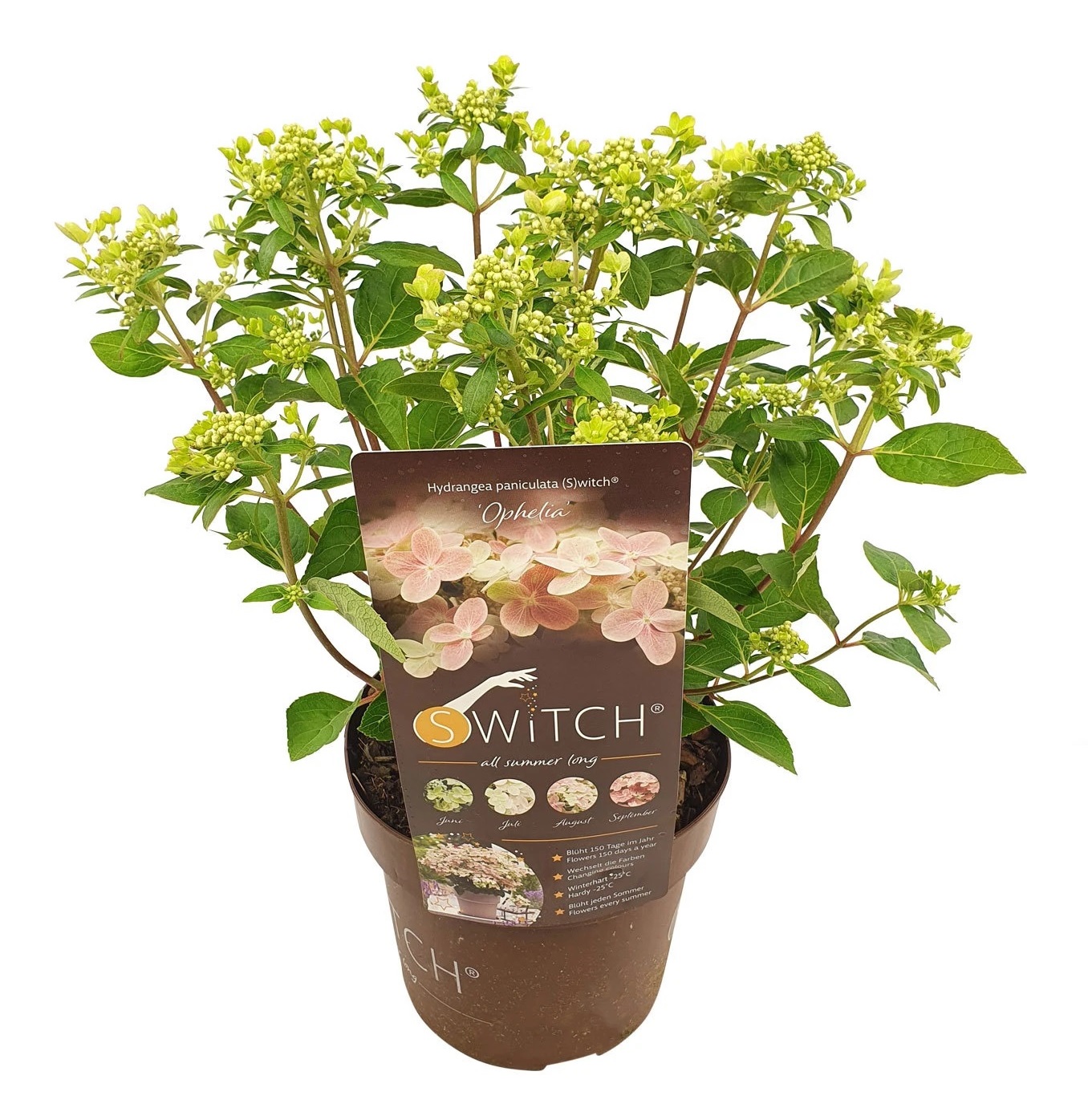 Hortensia - Hydrangea paniculata'(S)witch Ophelia'- Hoogte 30-40cm -⌀19cm afbeelding