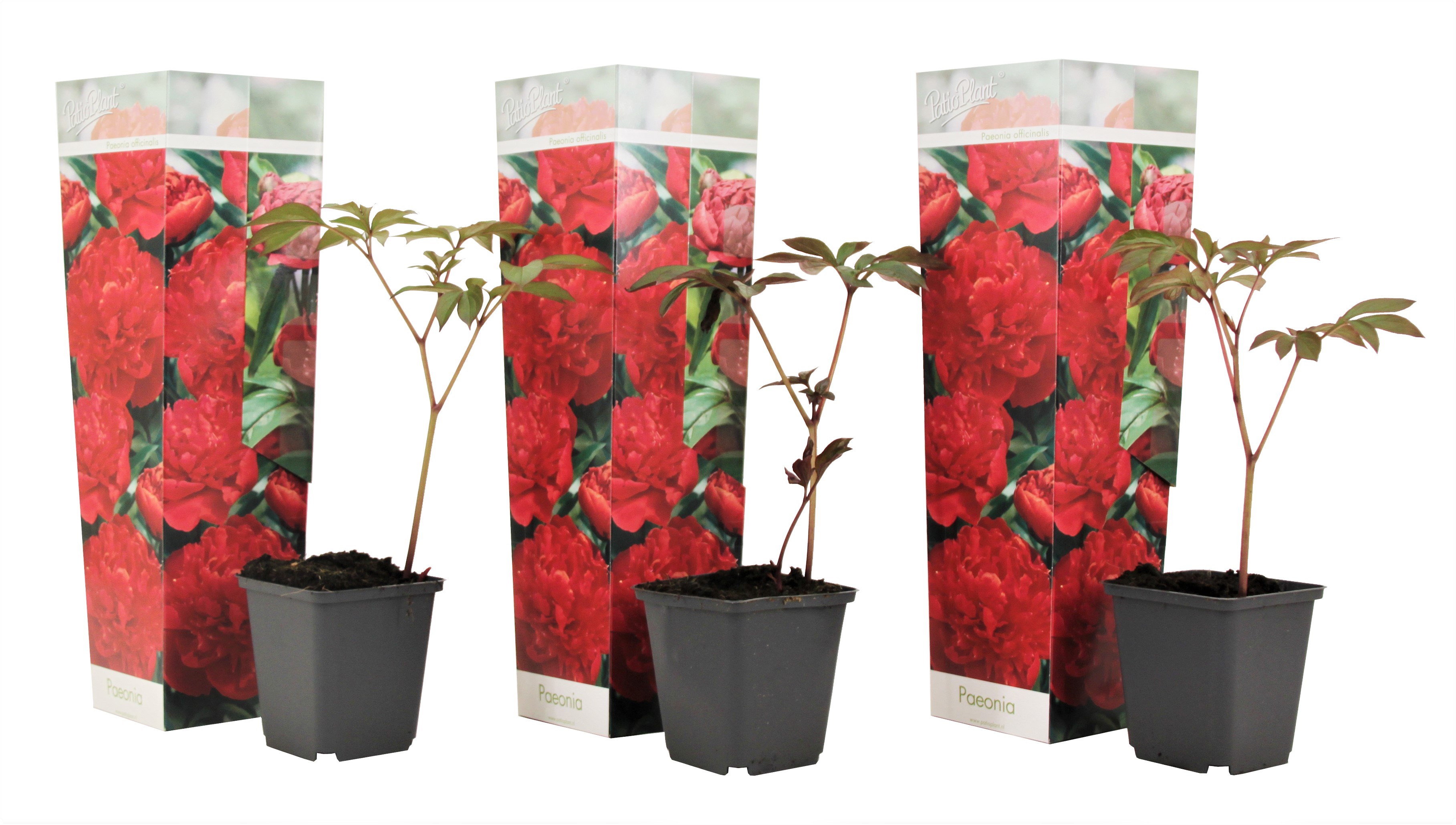 Pioenroos - Set van 3 - Paeonia officinalis'Rubra Plena'- Hoogte 0-40cm -⌀9cm afbeelding