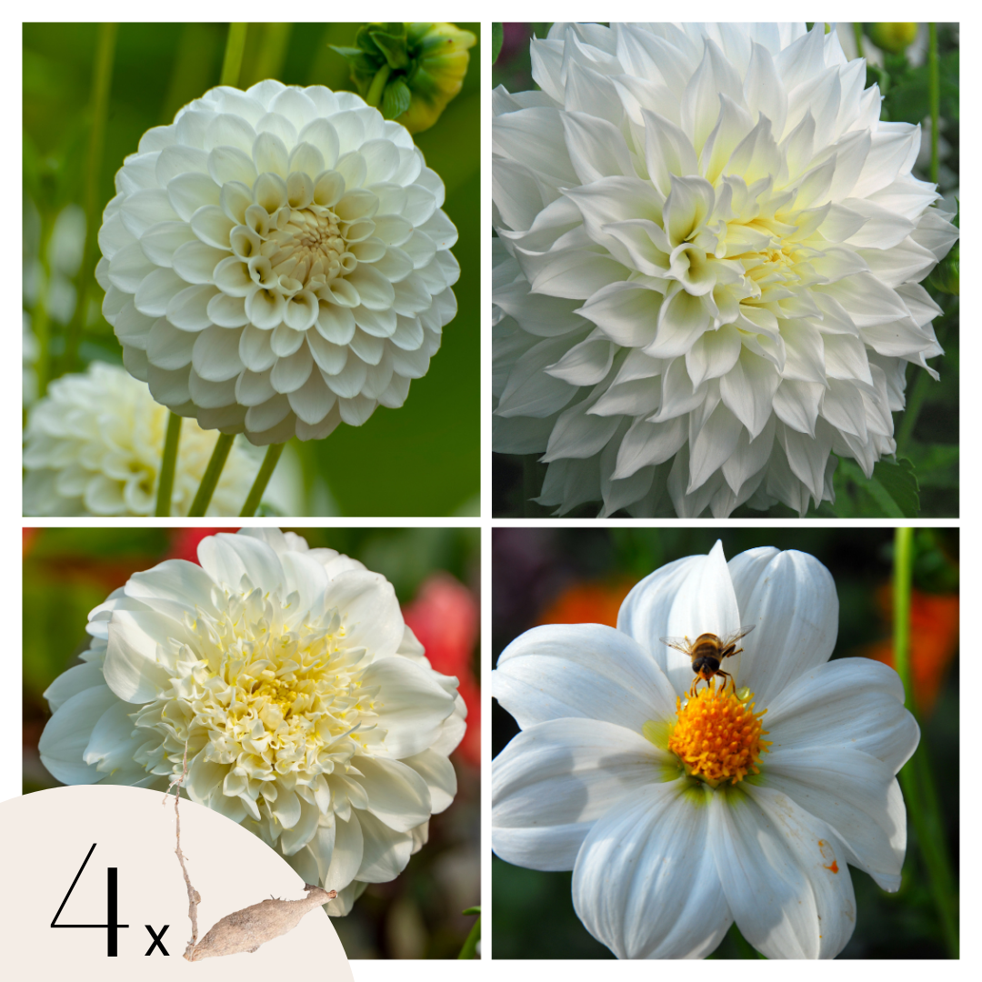 Dahliaknollen - Set van 4 - Dahlia'White Love'- Wit afbeelding