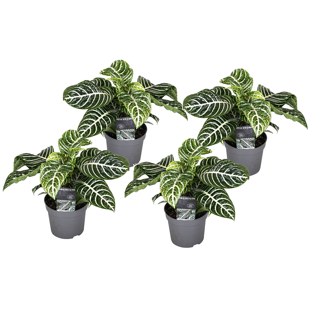 Zebraplant - Set van 4 - Aphelandra squarrosa - Hoogte 25-45cm -⌀13cm afbeelding