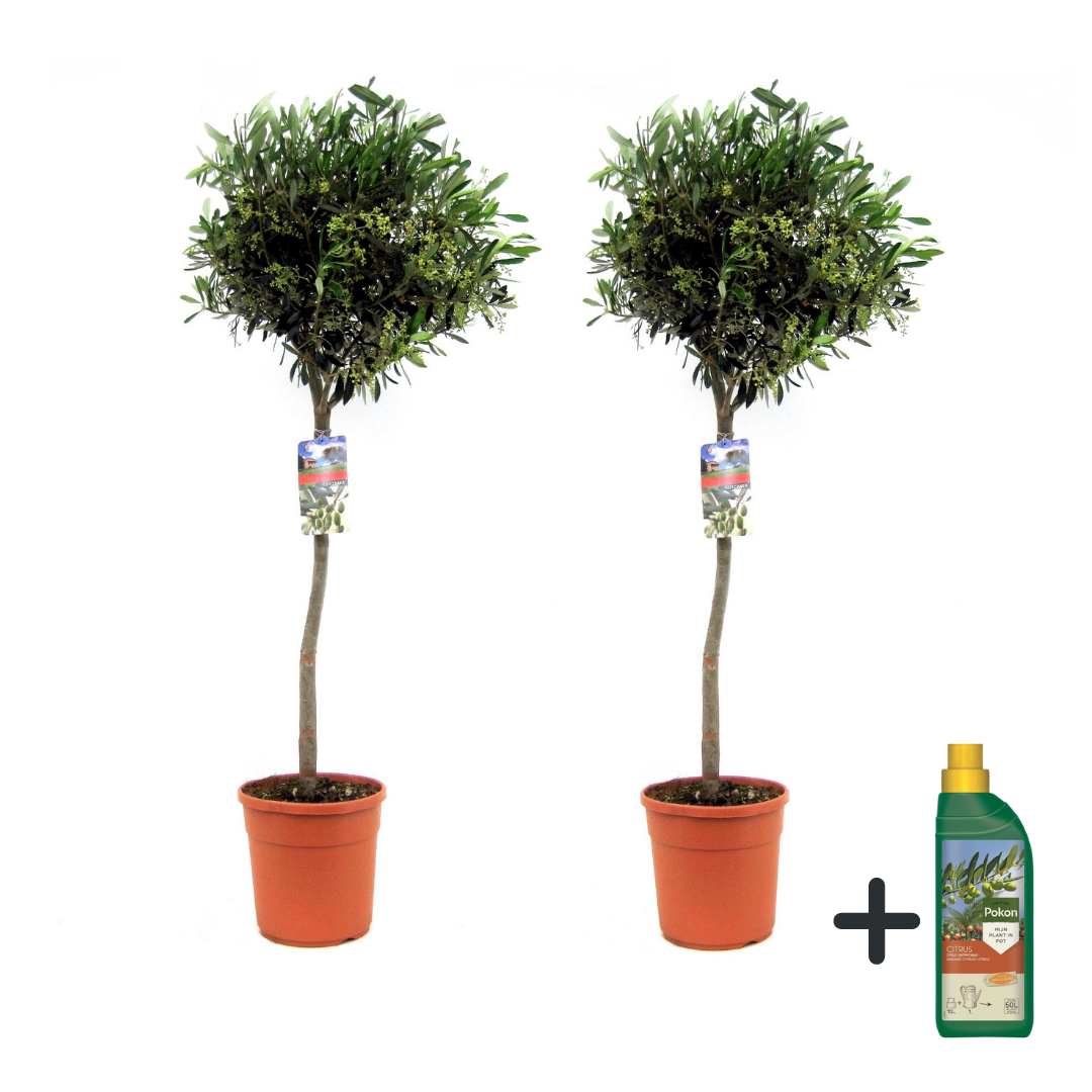 Olijfboom met voeding - Set van 2 - Olea europaea - Hoogte 90-100cm -⌀21cm afbeelding