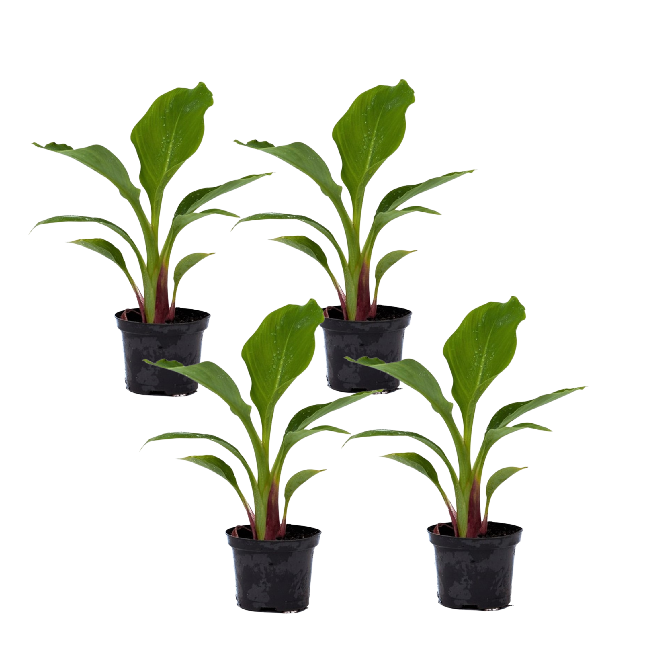 Gouden lotusbanaan - Set van 4 - Musella lasiocarpa - Hoogte 25-40cm -⌀9cm afbeelding