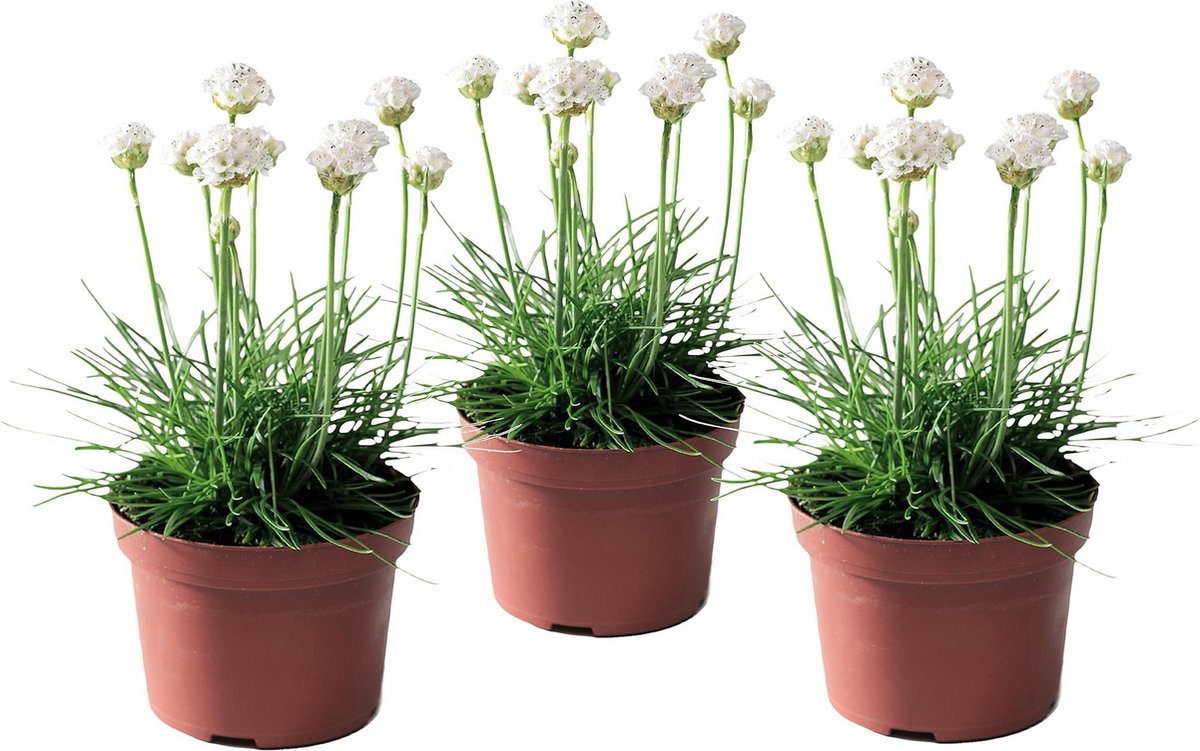 Engels gras - Set van 3 - Armeria maritima'Deep White'- Hoogte 20-30cm -⌀12cm afbeelding