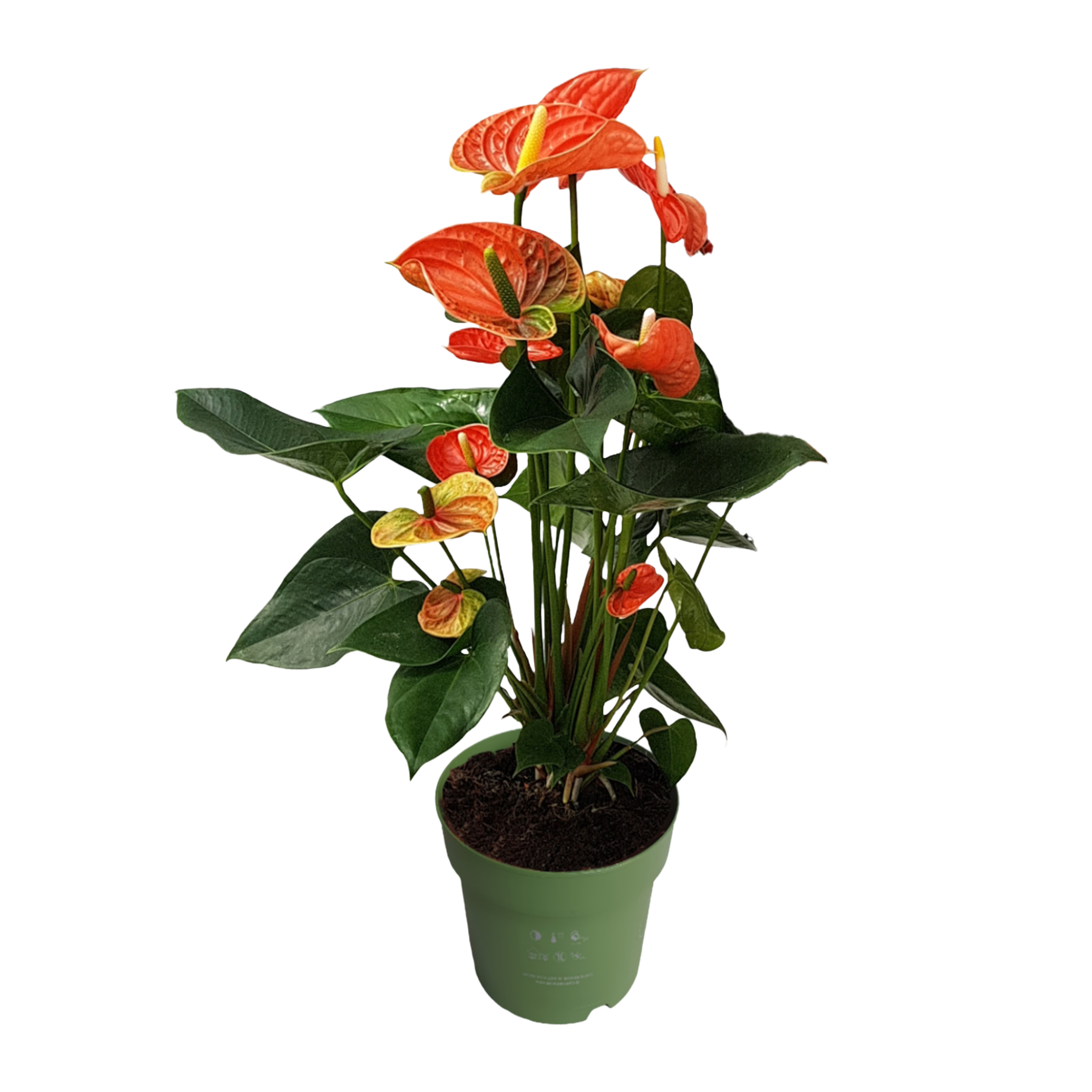 Flamingoplant - Anthurium'Madural Orange'- Hoogte 55-70cm -ø17cm afbeelding