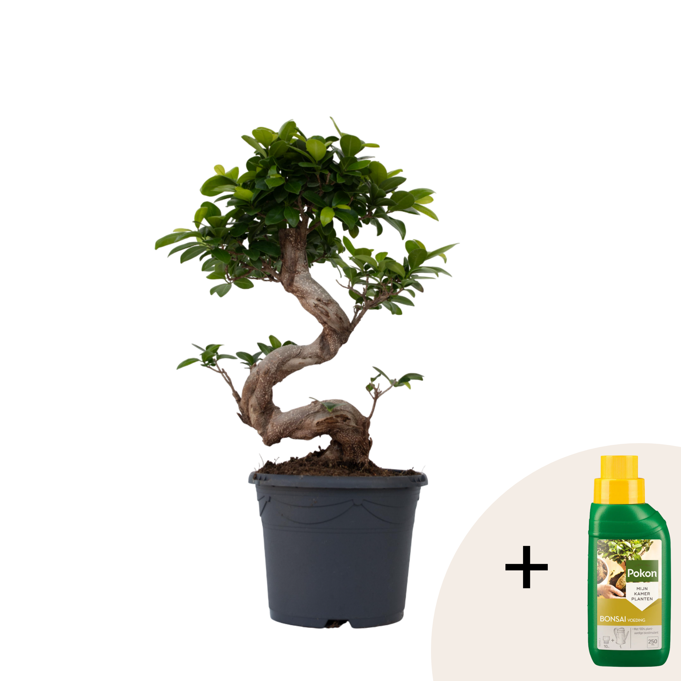 Chinese vijg - Ficus microcarpa'ginseng'- Hoogte 55-65cm -⌀20cm afbeelding