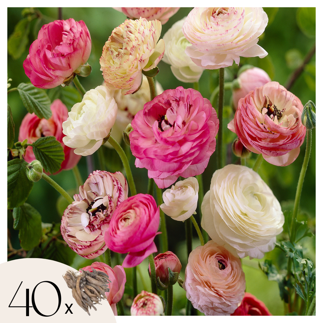 Boterbloem - Set van 40 - Ranunculus - Bloembollen afbeelding