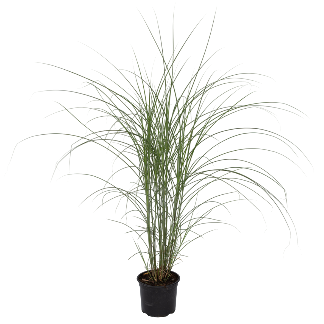 Prachtriet - Miscanthus sinensis'Kleine Silberspinne - Hoogte 20-30cm -⌀23cm afbeelding