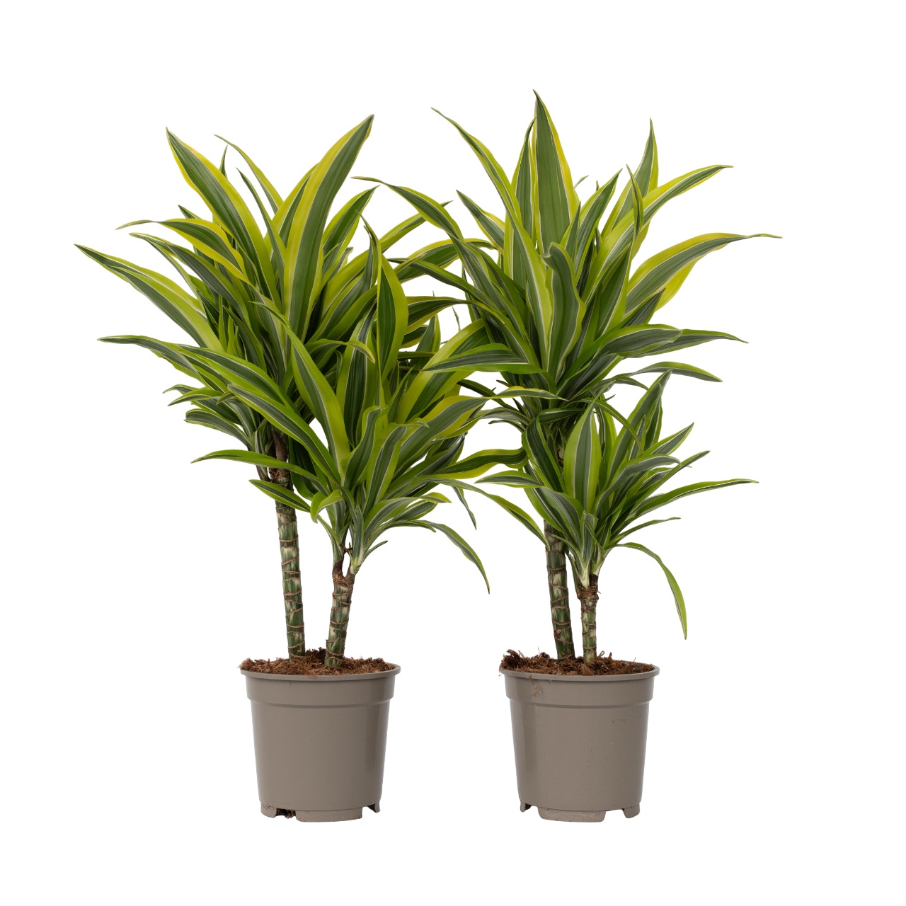 Drakenbloedboom - Set van 2 - Dracaena'Lemon Lime'- Hoogte 60-70cm -⌀17cm afbeelding