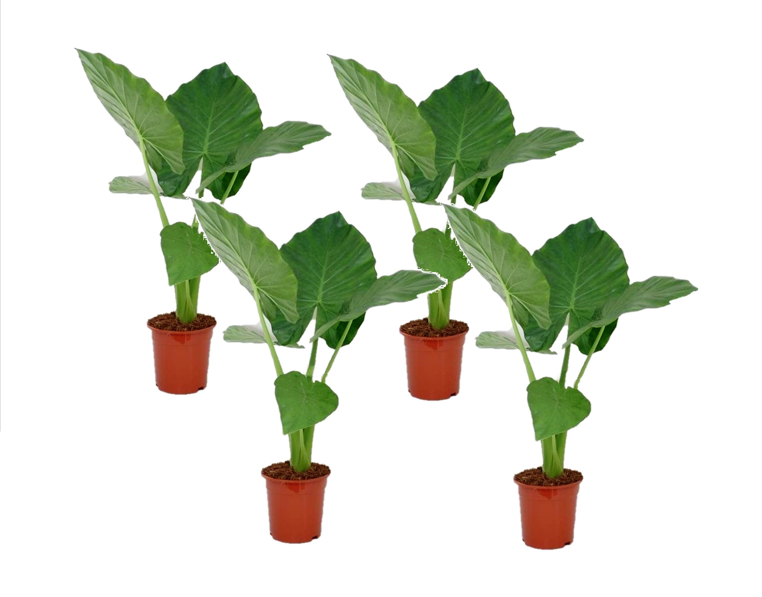 Olifantsoor - Set van 4 - Alocasia'Macrorrhizos'- Hoogte 60-70cm -⌀17cm afbeelding